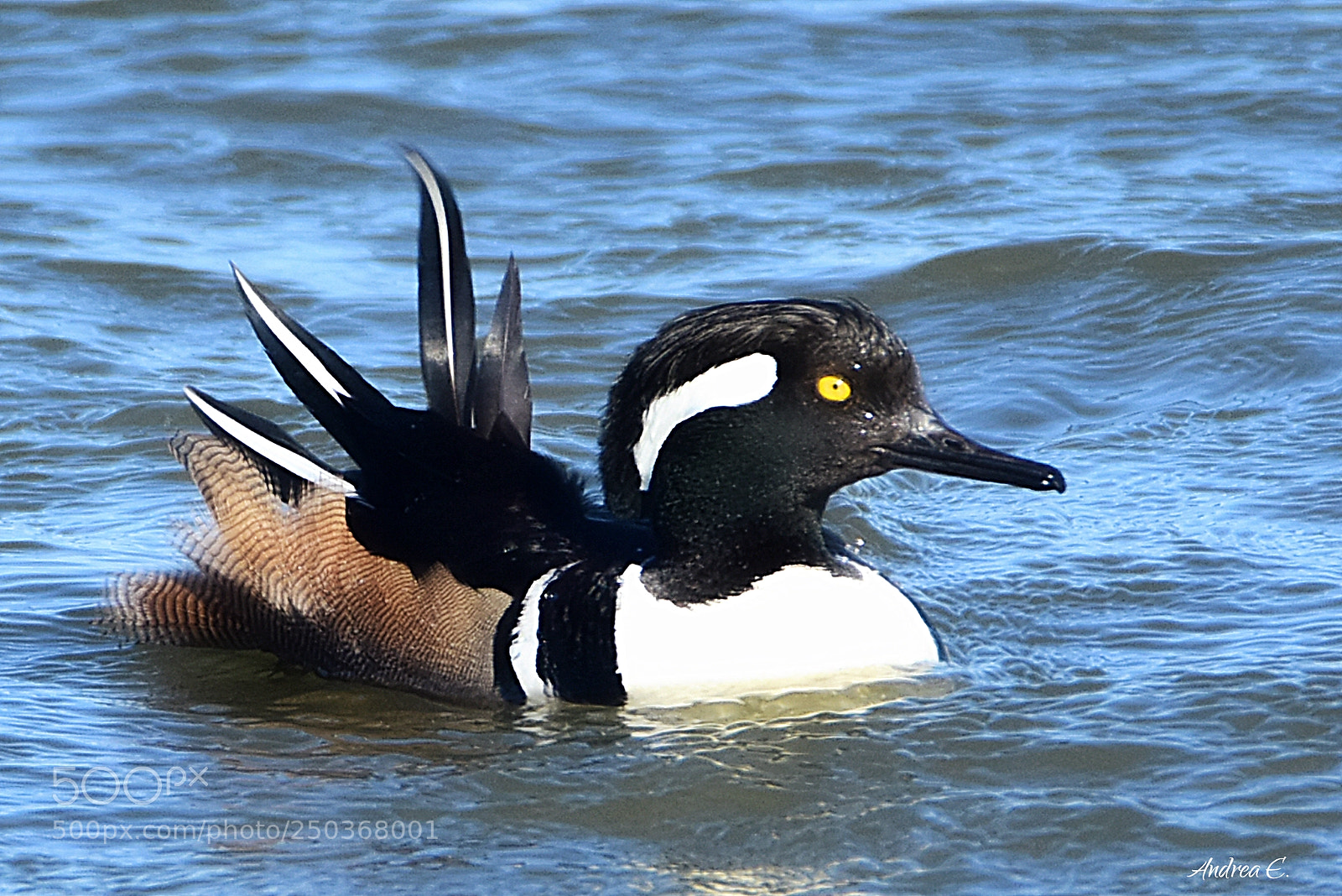 Nikon D7200 sample photo. Mr. hooded merganser photography