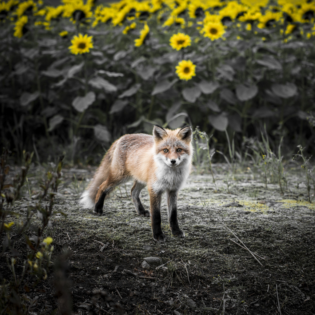 500px.comのKousuke Toyoseさんによるred fox　キタキツネ