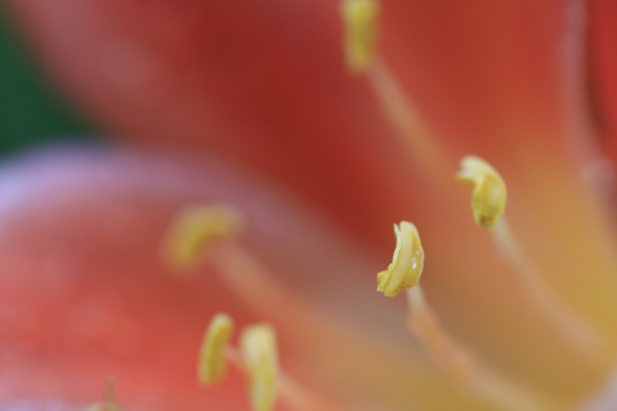 Canon EF 100mm F2.8L Macro IS USM sample photo. Clivia photography