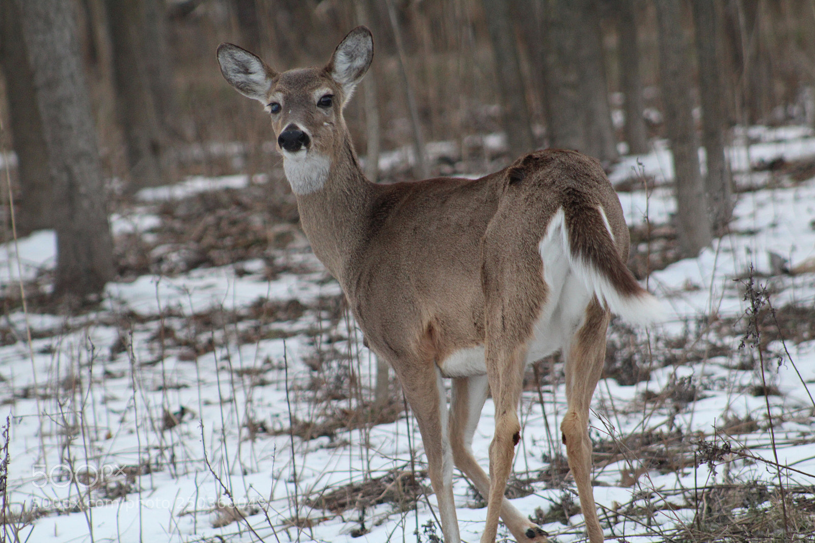 Canon EOS 1300D (EOS Rebel T6 / EOS Kiss X80) sample photo. Deer in woods  photography