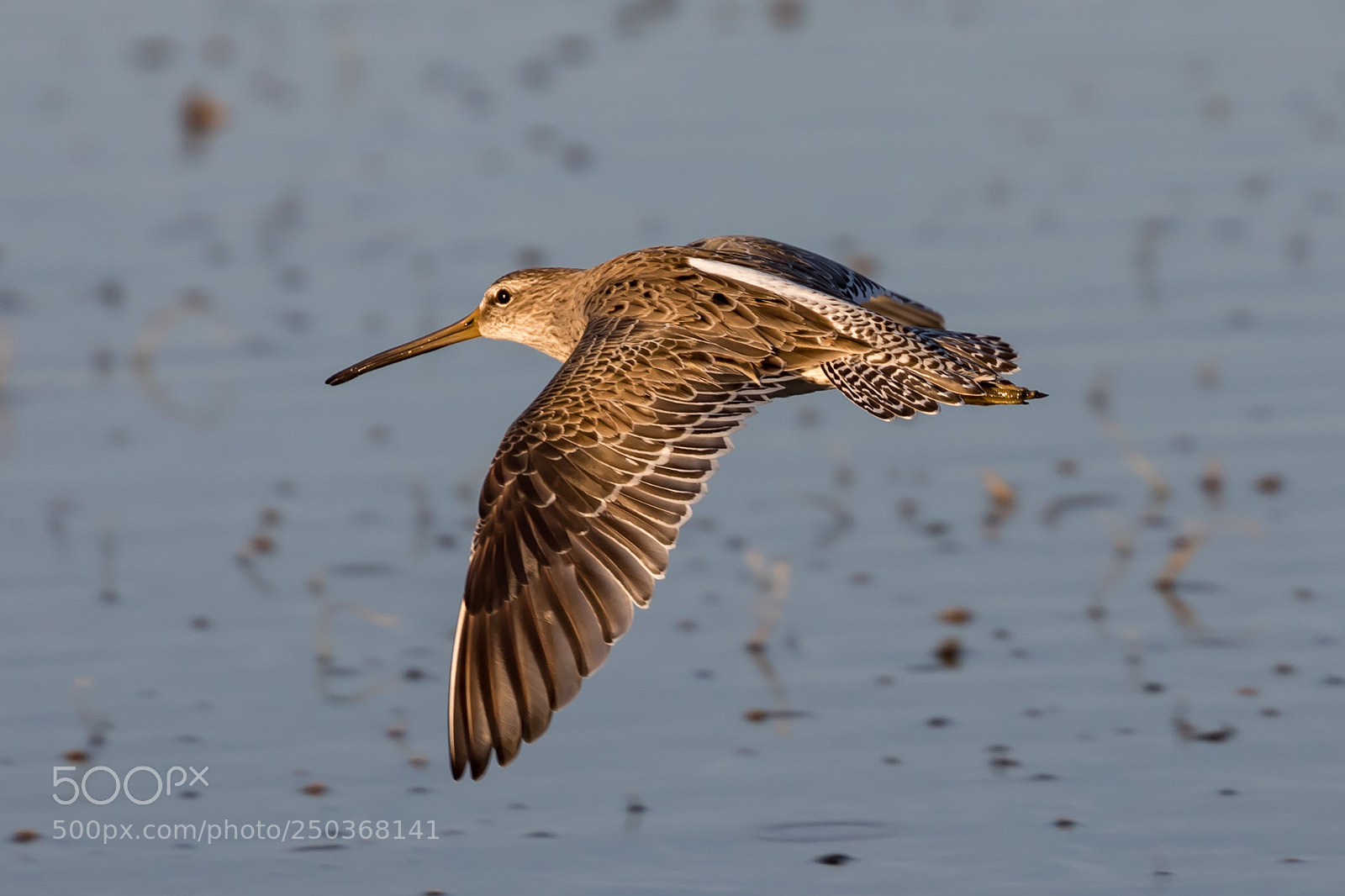 Canon EOS 5D Mark IV sample photo. Sandpiper photography