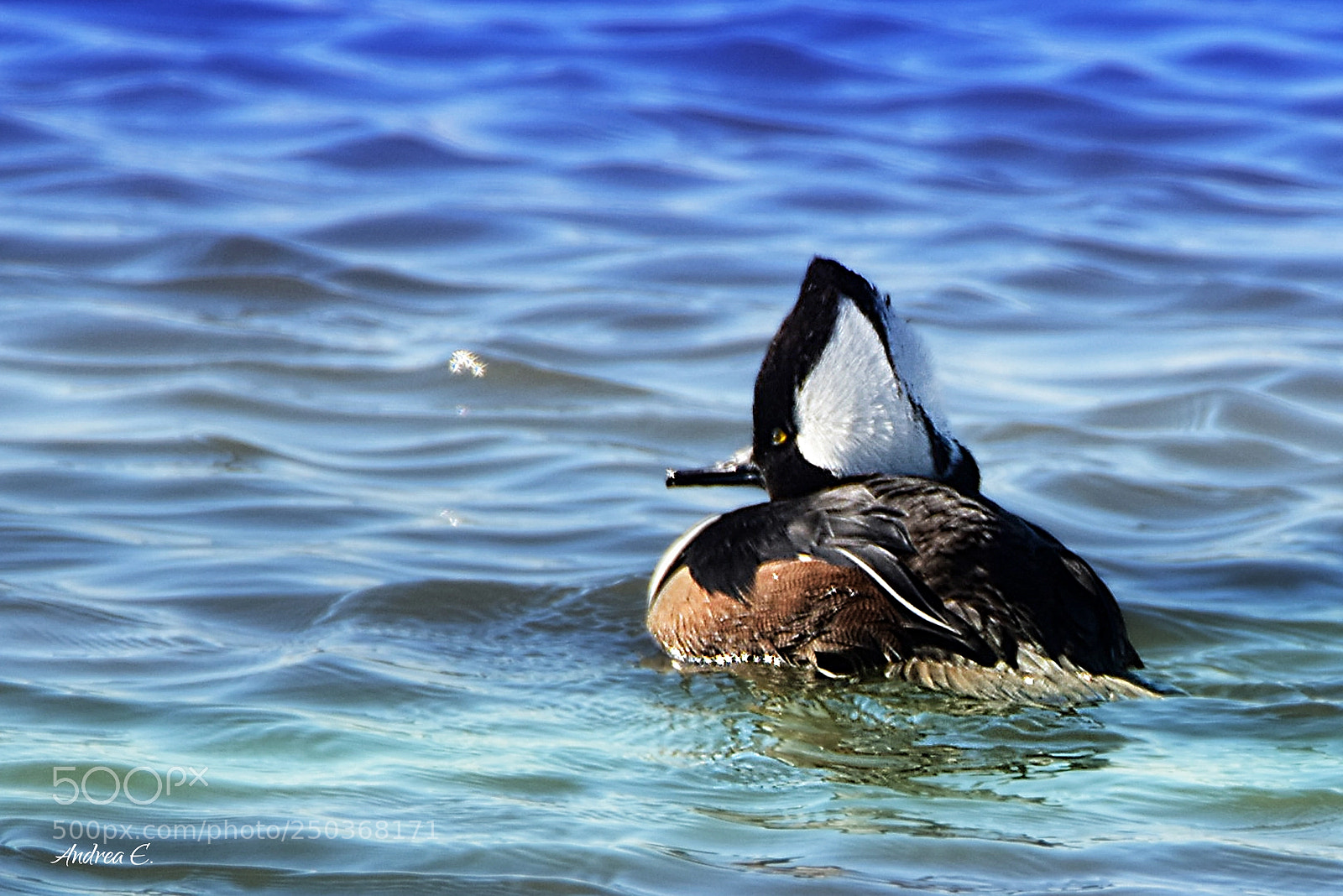 Nikon D7200 sample photo. Hooded merganser male photography