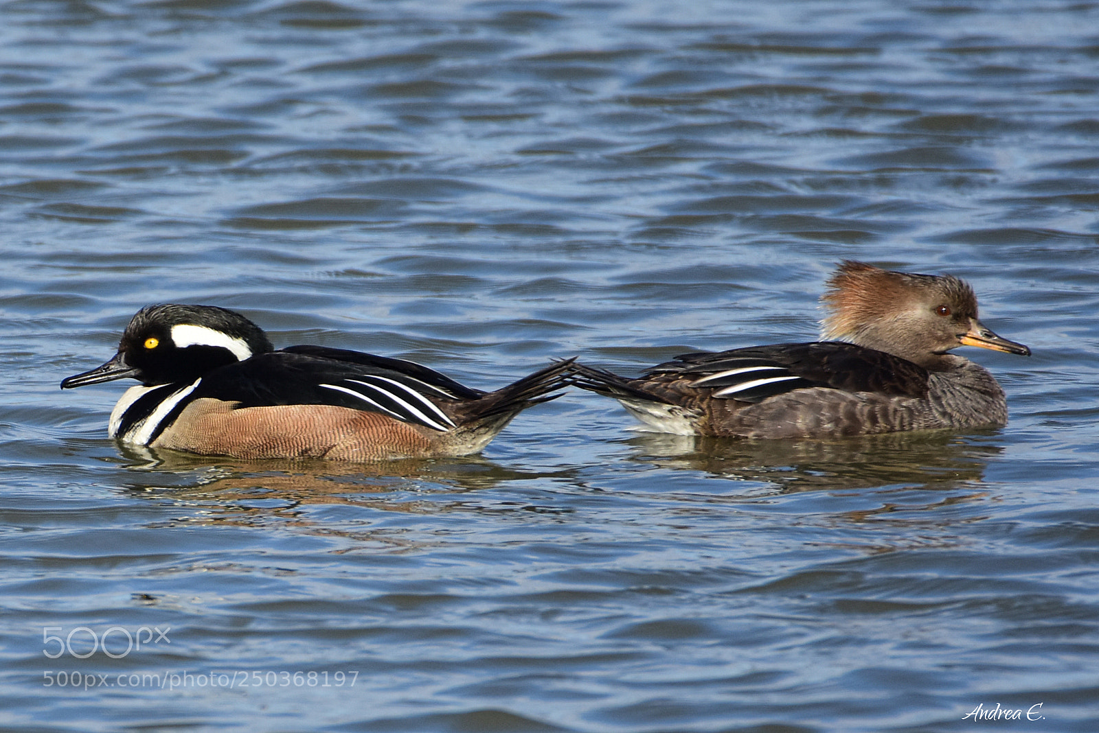 Nikon D7200 sample photo. Hooded merganser couple obviously photography