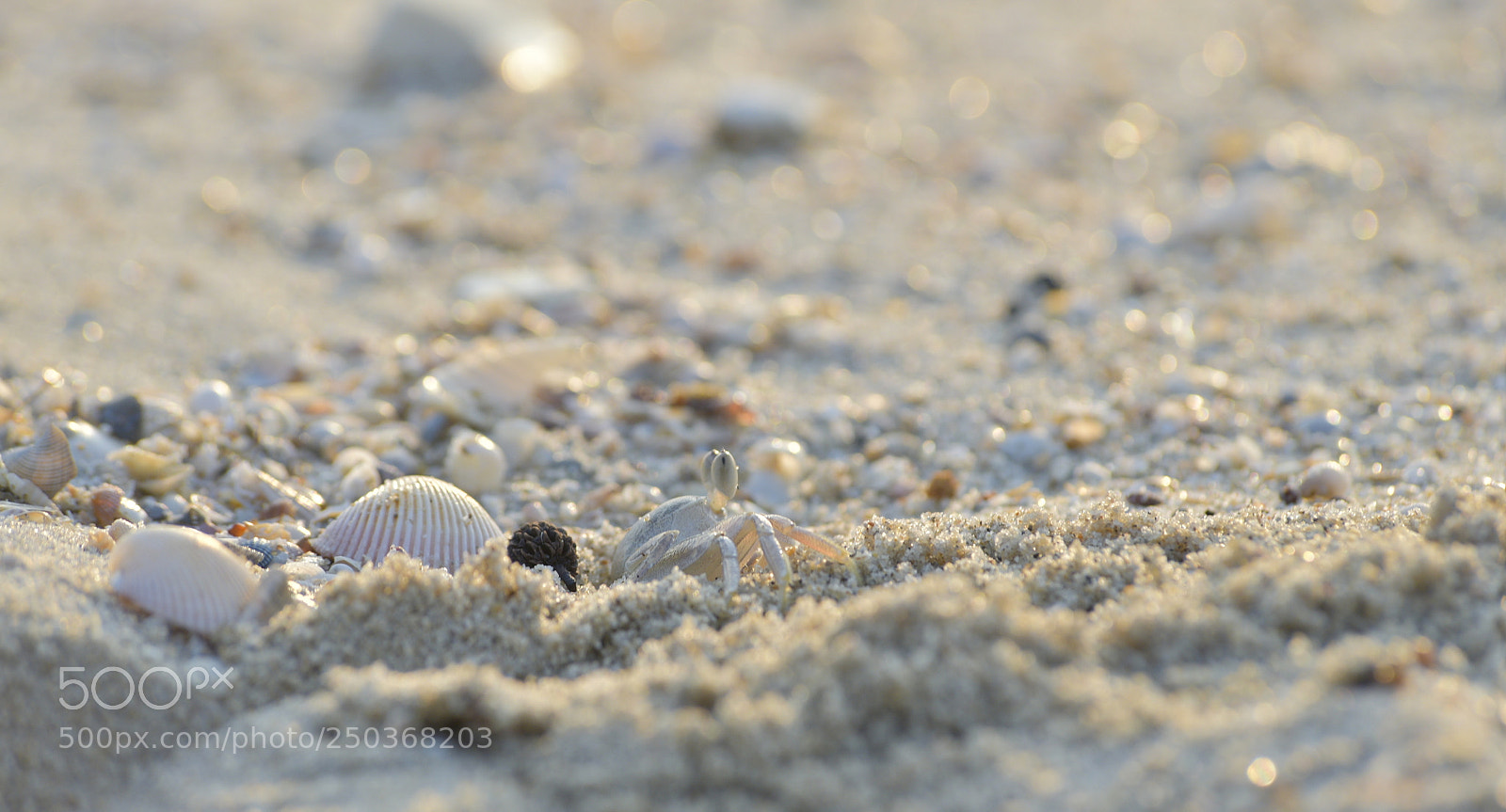 Nikon D750 sample photo. Beach crab photography