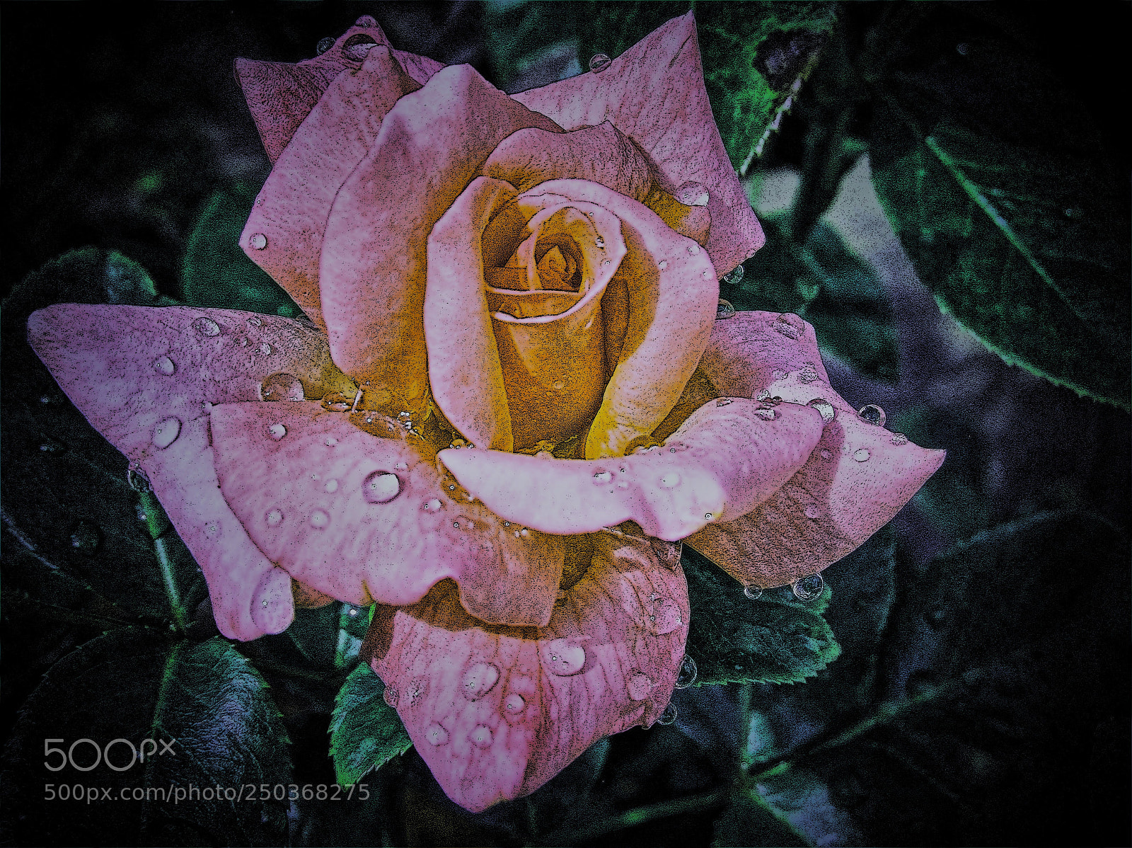 Canon PowerShot SX130 IS sample photo. Rose digital wet photography