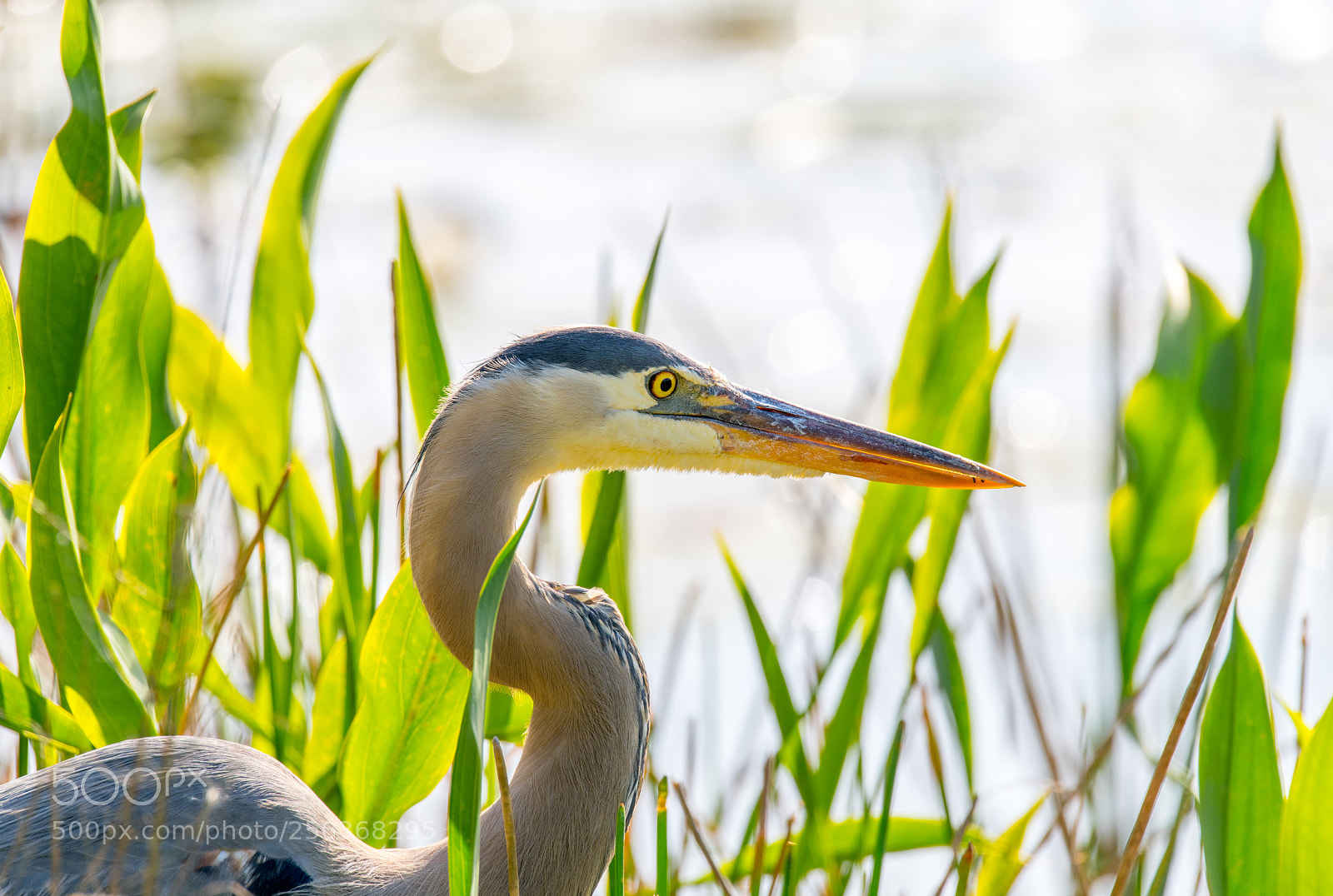 Nikon D850 sample photo. Heron close up photography