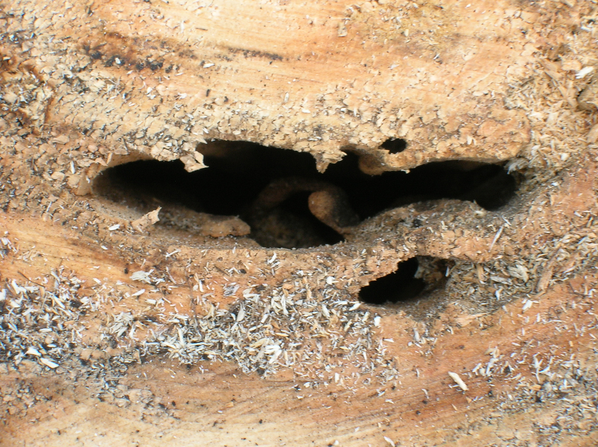 Nikon E4600 sample photo. Termites photography