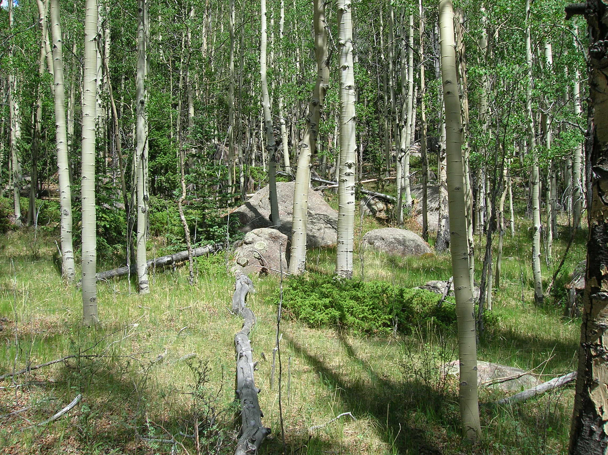 Nikon E4600 sample photo. Aspens photography