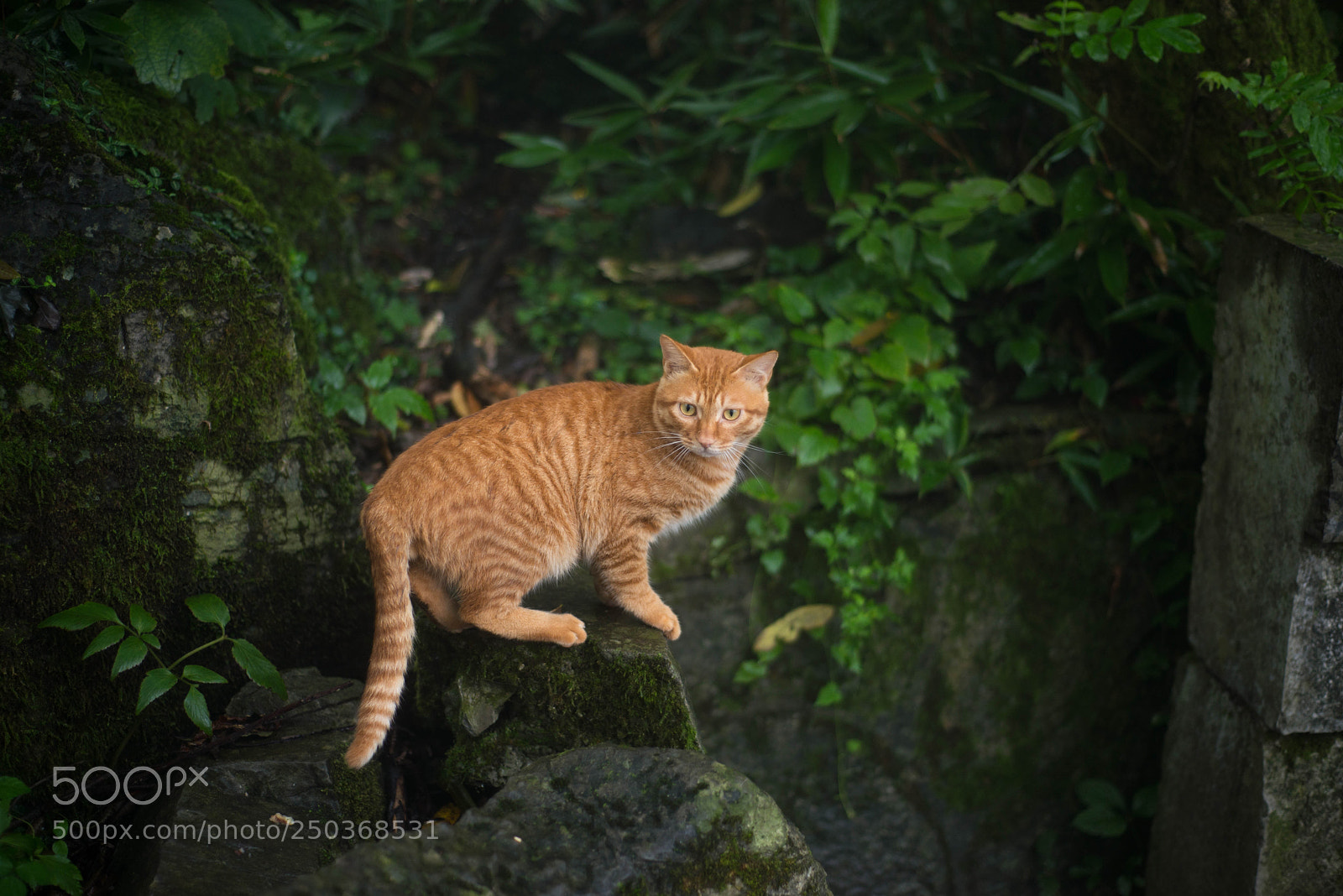 Nikon D610 sample photo. Untitled photography