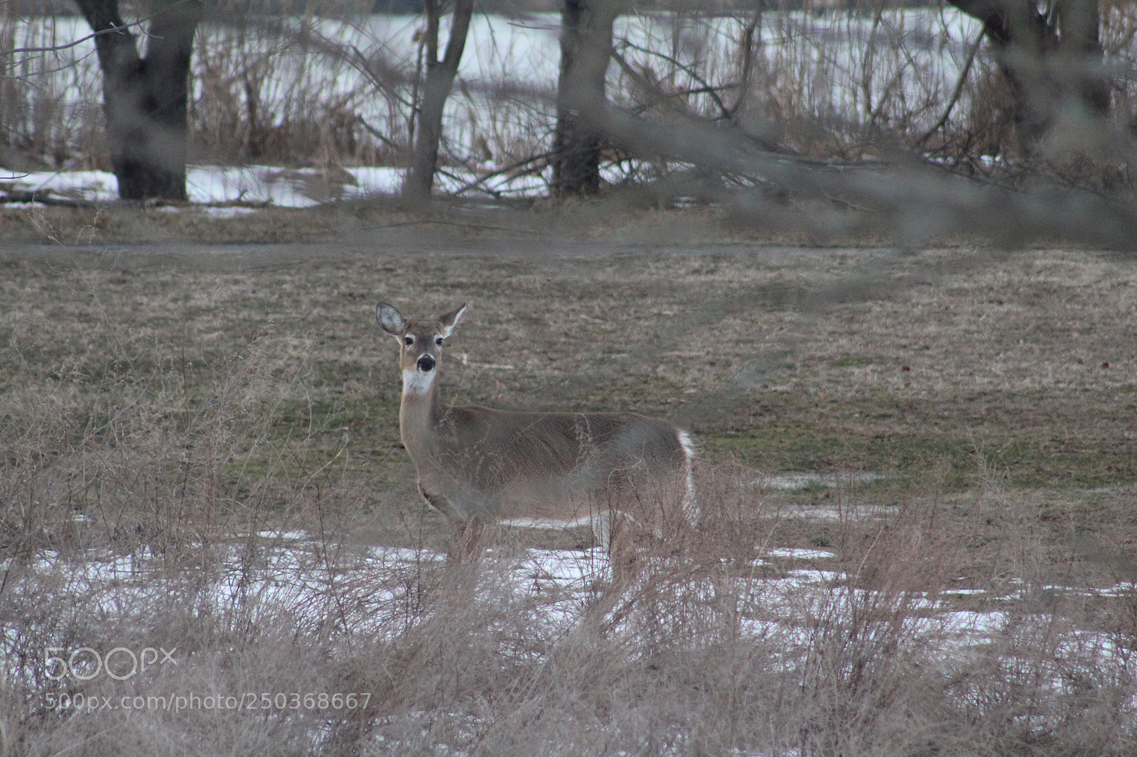 Canon EOS 1300D (EOS Rebel T6 / EOS Kiss X80) sample photo. Deer standing in the photography