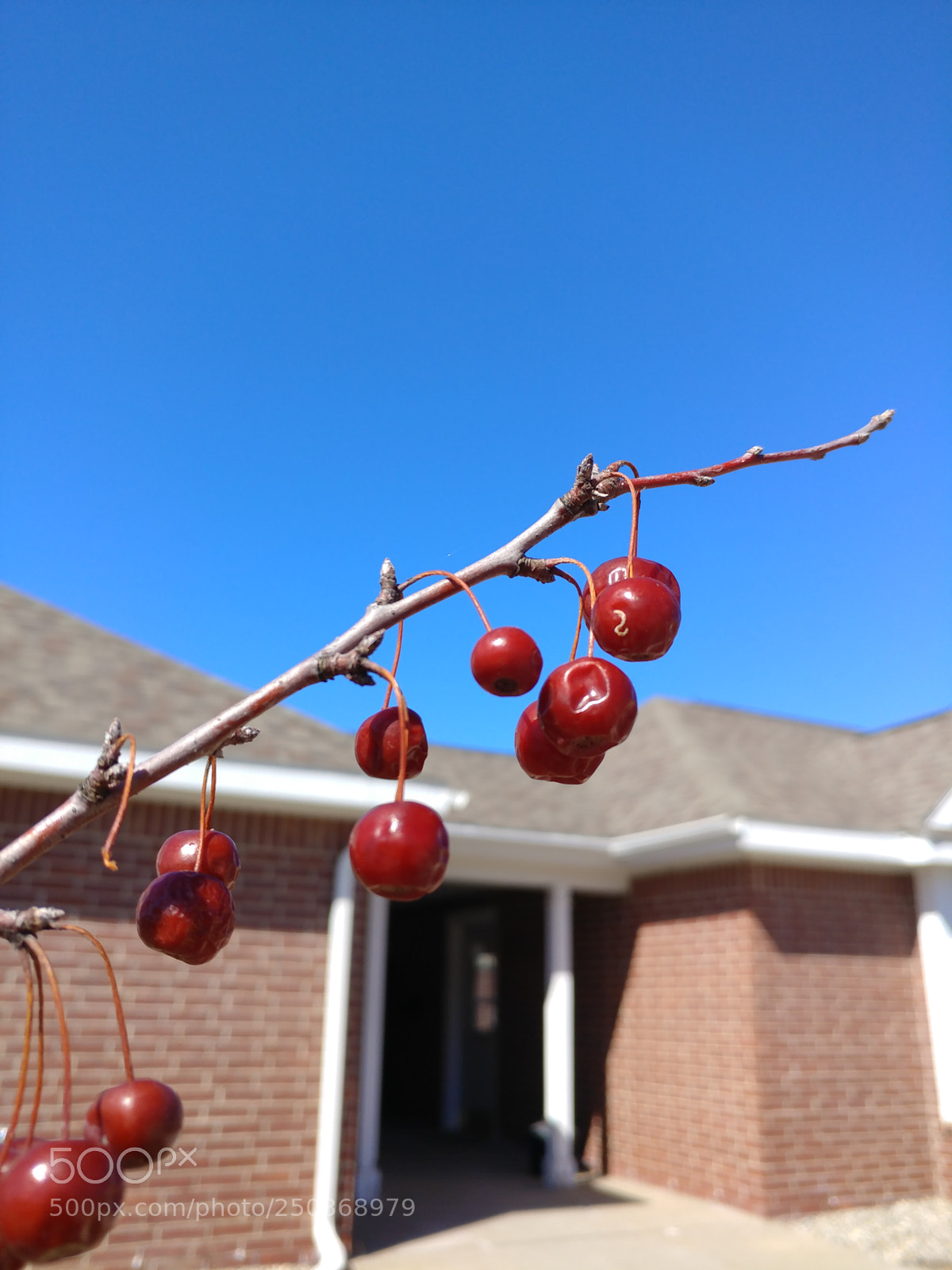 LG V20 sample photo. Only fruit photography