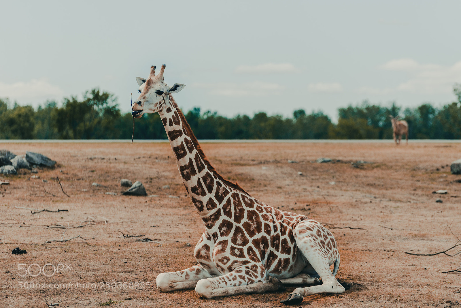 Nikon D600 sample photo. Nom nom giraffe photography
