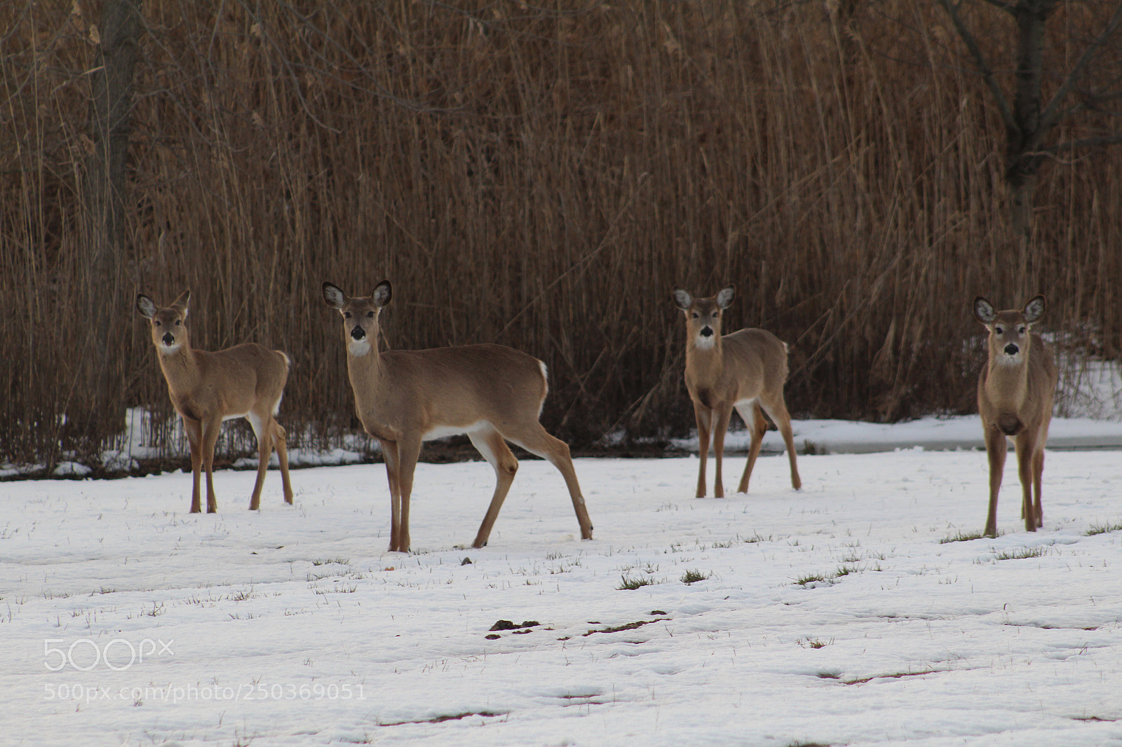 Canon EOS 1300D (EOS Rebel T6 / EOS Kiss X80) sample photo. Deer photography