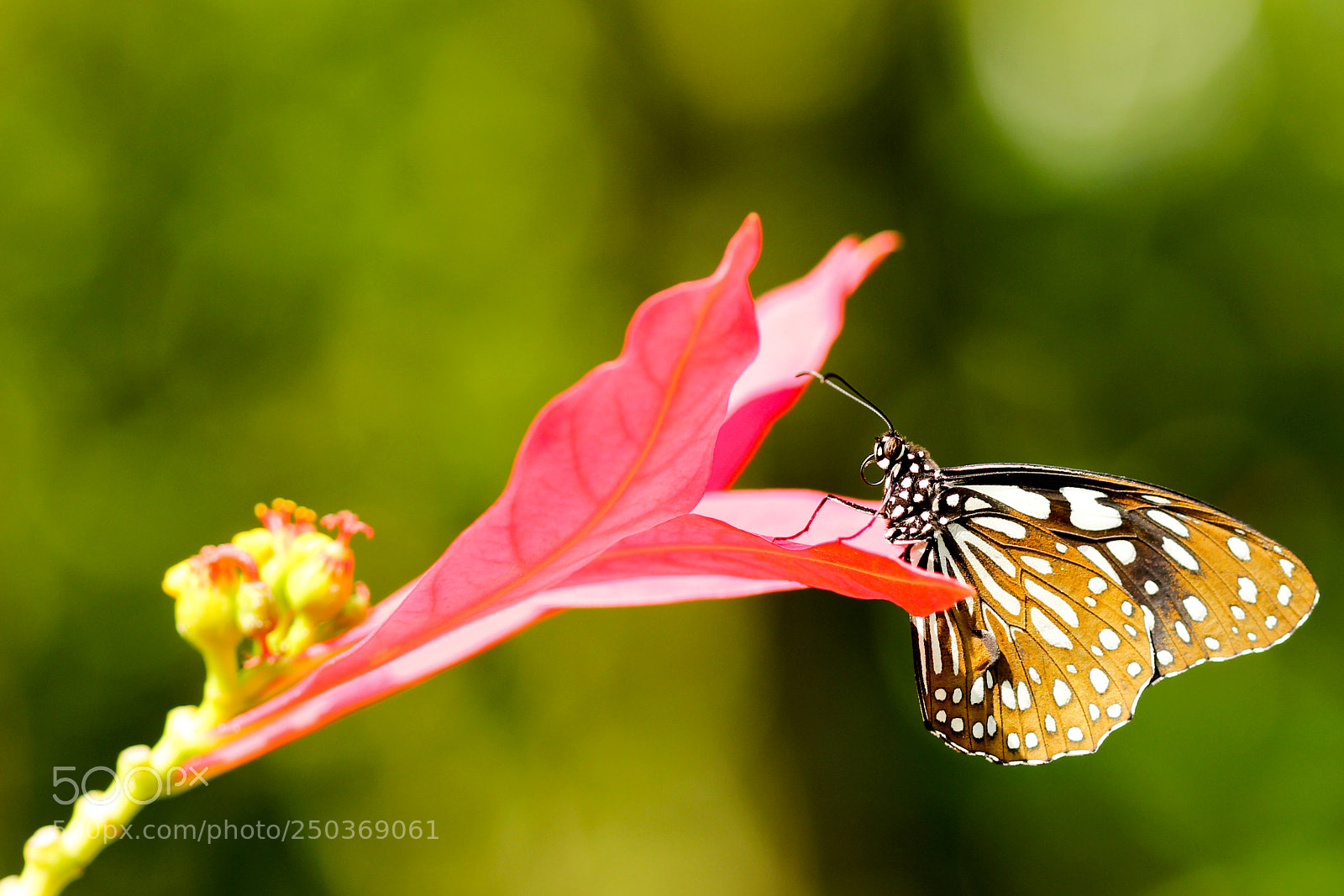 Canon EOS 600D (Rebel EOS T3i / EOS Kiss X5) sample photo. Love the new butterfly photography