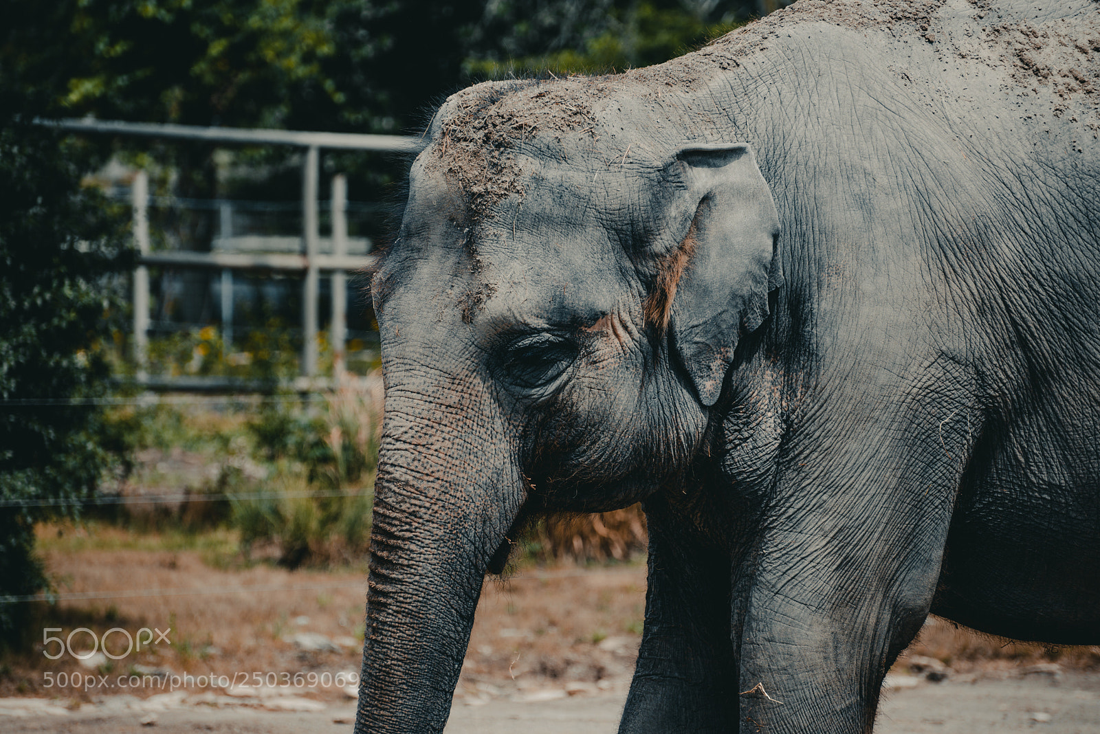 Nikon D600 sample photo. Elephant photography