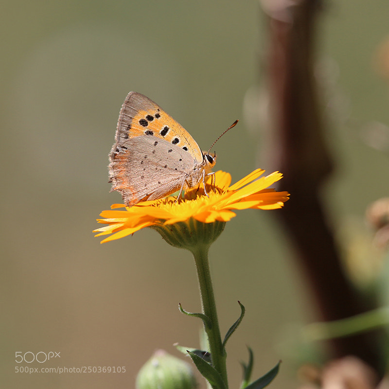 Canon EOS 700D (EOS Rebel T5i / EOS Kiss X7i) sample photo. Butterfly on marigold photography