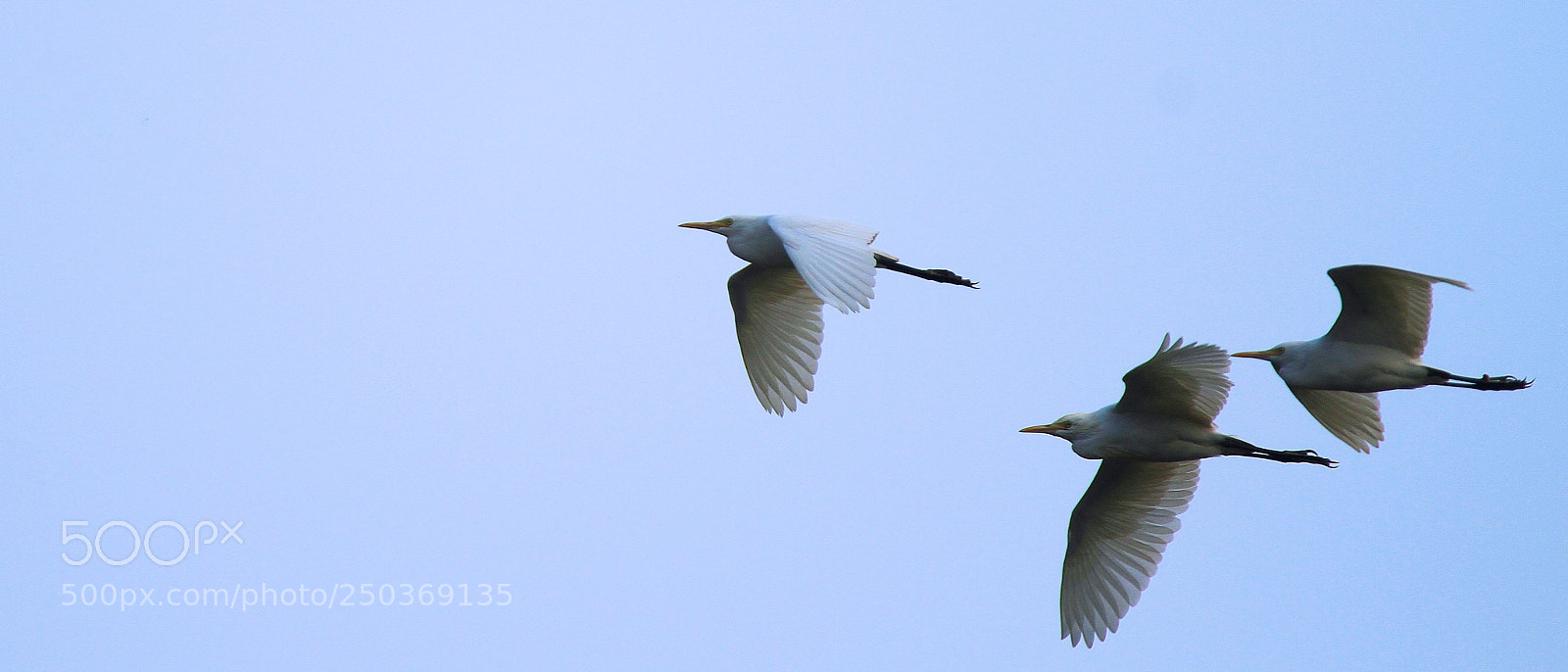 Canon EOS 7D sample photo. Flying photography