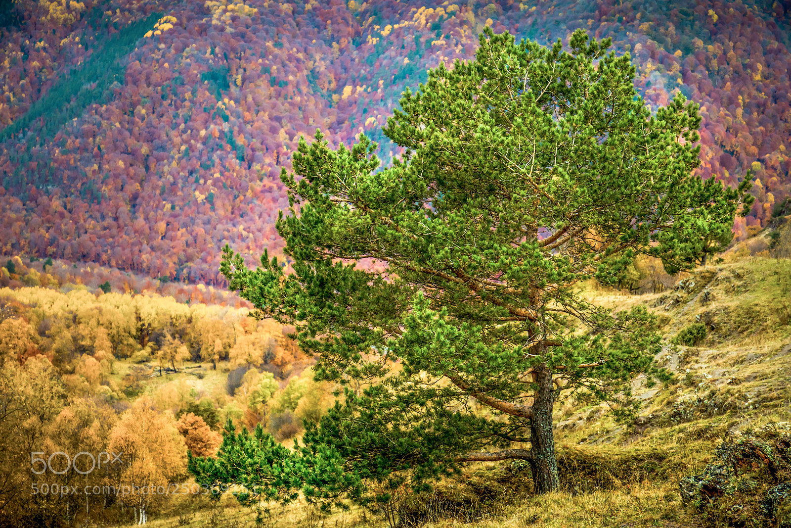 Canon EOS 5D Mark IV sample photo. Tree photography