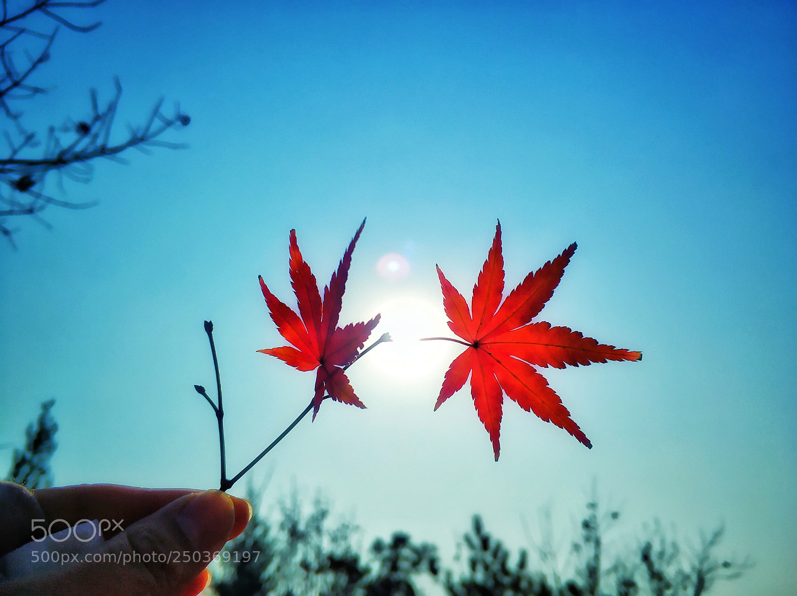 Xiaomi Mi Note 3 sample photo. Maple leaf photography