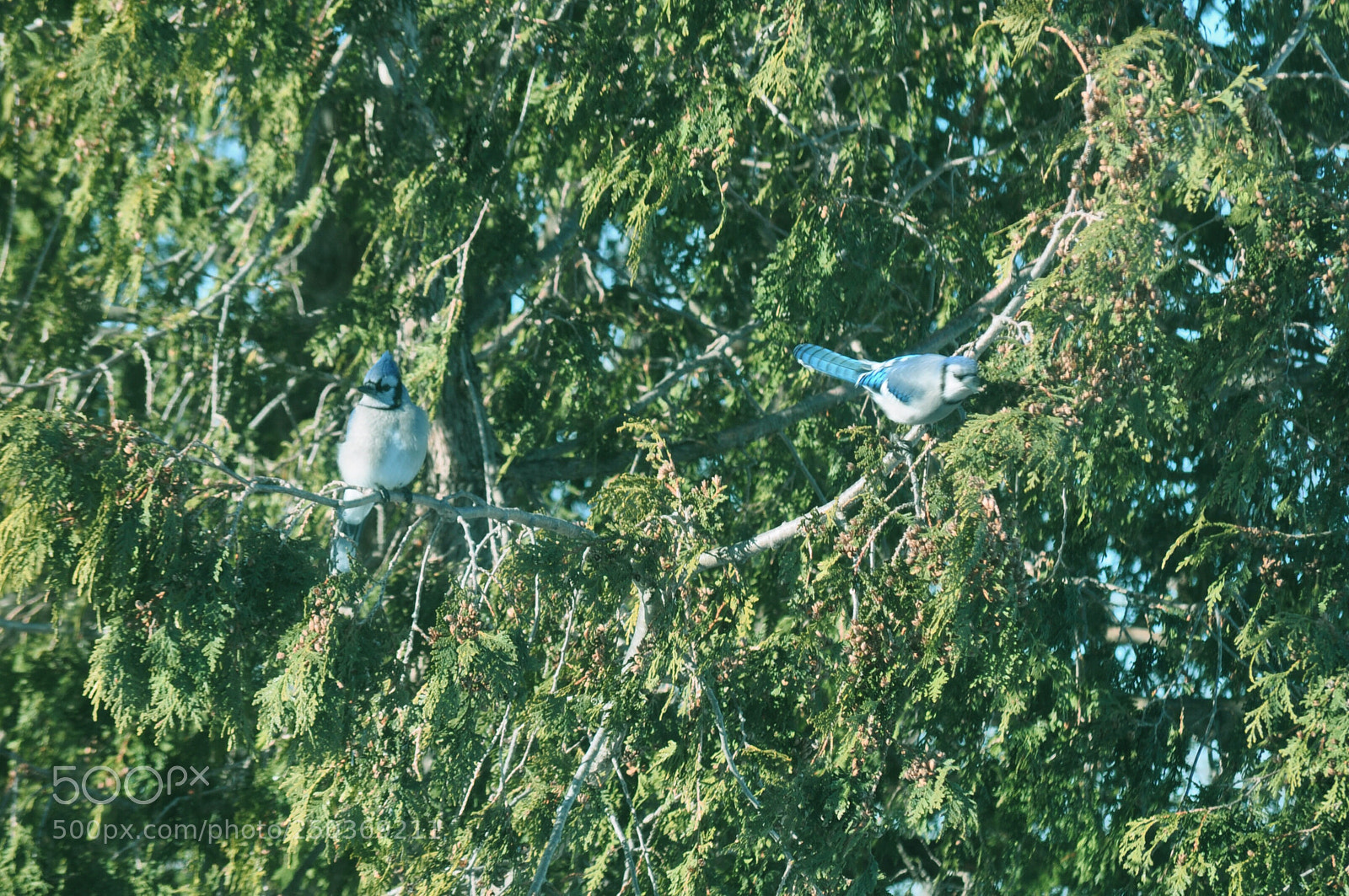 Nikon D5000 sample photo. A pair photography
