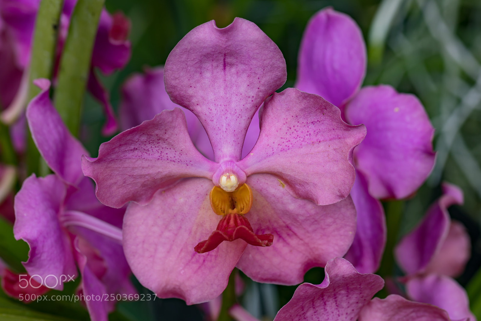 Canon EOS 5D Mark IV sample photo. Orchid photography