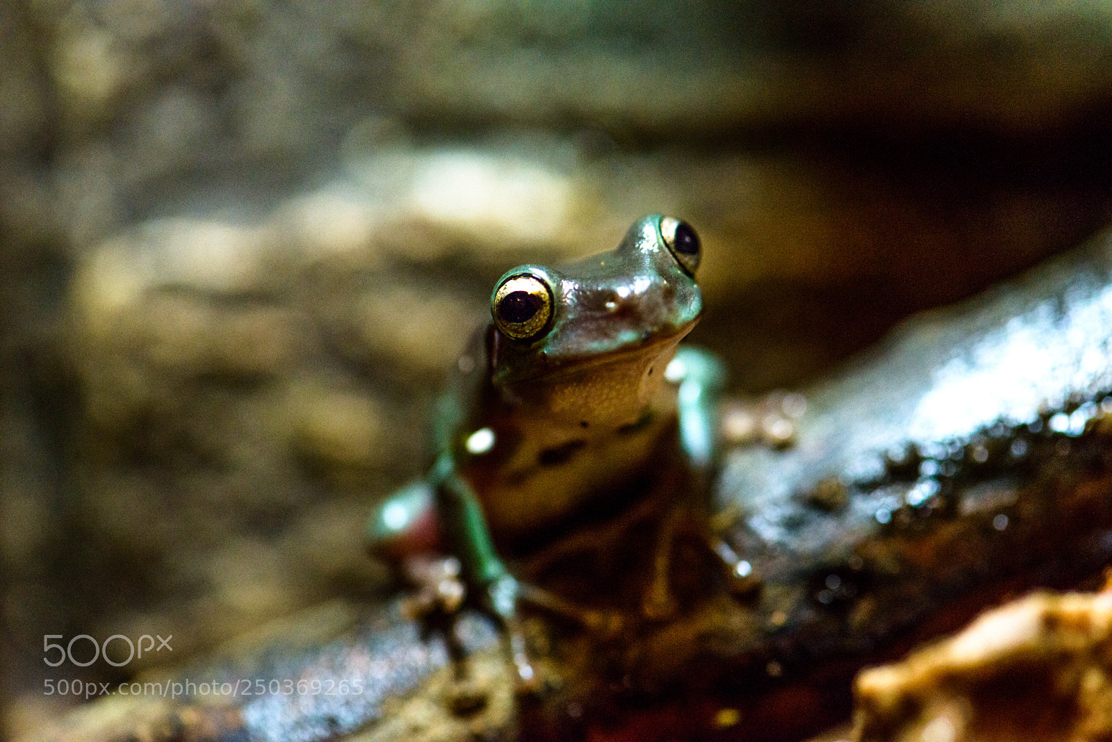 Nikon D800 sample photo. Frog on a log photography