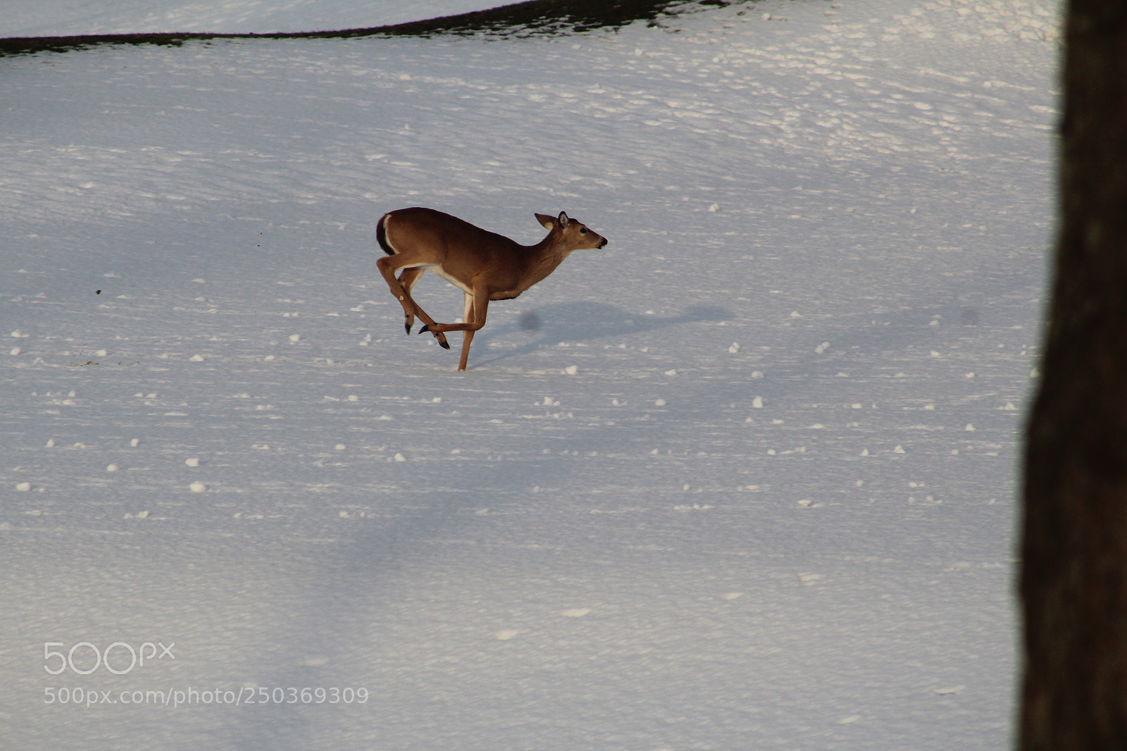 Canon EOS 1300D (EOS Rebel T6 / EOS Kiss X80) sample photo. Deer running in the photography