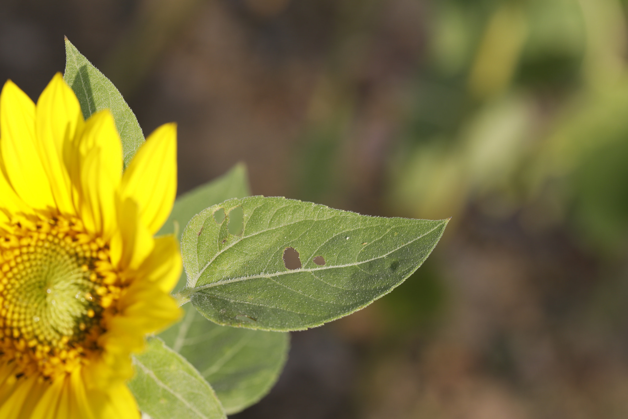 Canon EF 100mm F2.8L Macro IS USM sample photo. 微信图片 photography