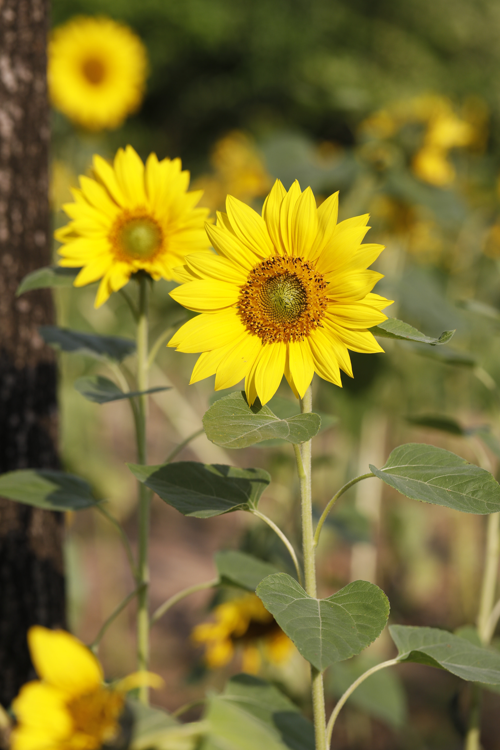Canon EF 100mm F2.8L Macro IS USM sample photo. 微信图片 photography
