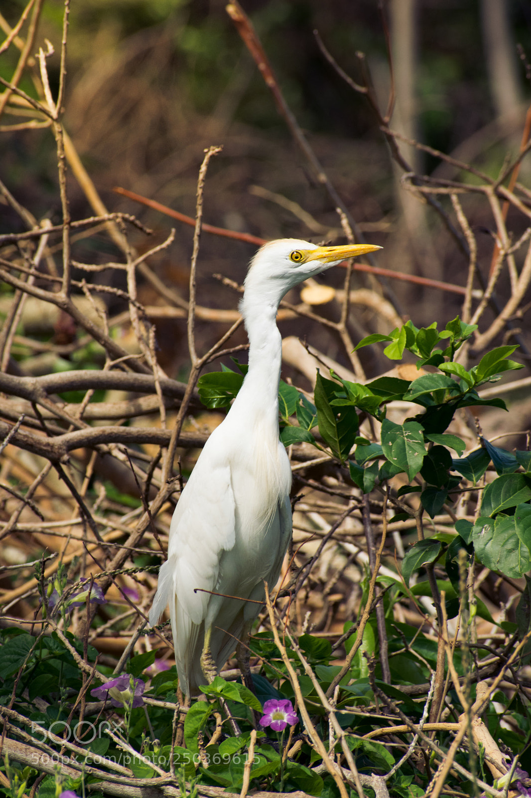 Nikon D5300 sample photo. Photogenic egret photography