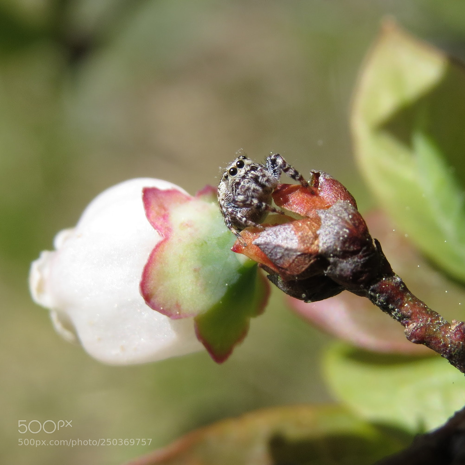 Canon PowerShot SX50 HS sample photo. Guardian of the blueberries photography