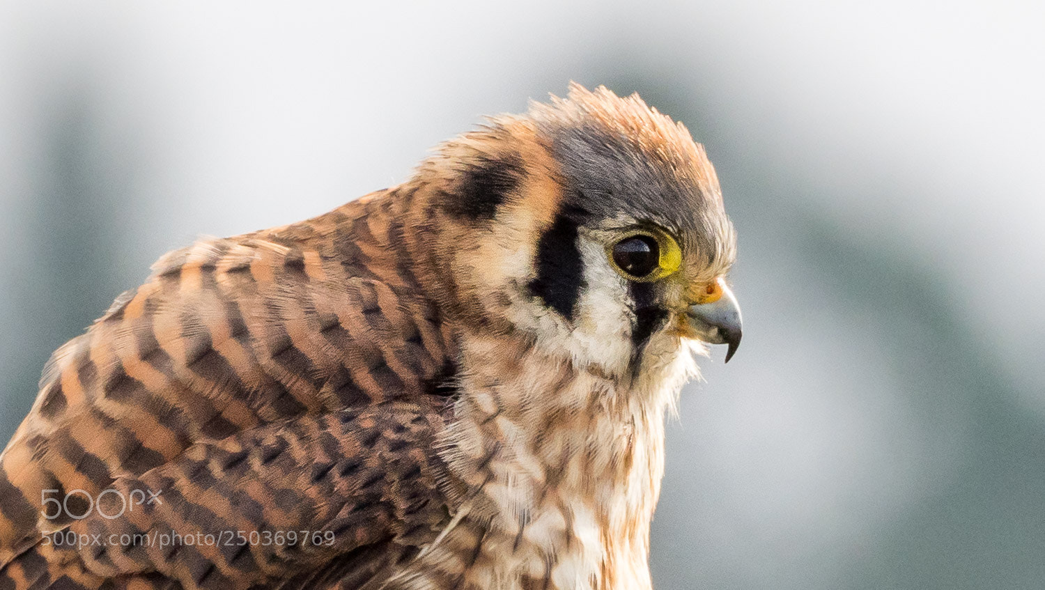 Olympus OM-D E-M1 Mark II sample photo. Kestrel photography
