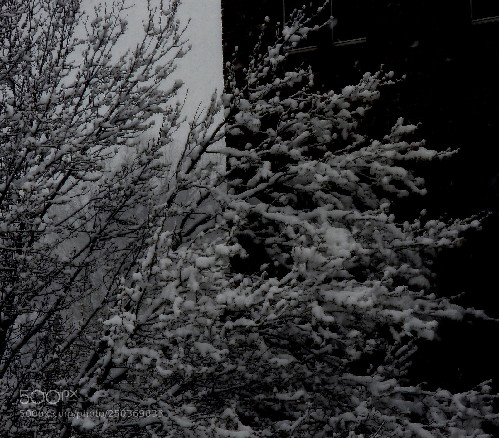 Nikon Coolpix P610 sample photo. Black & white photography