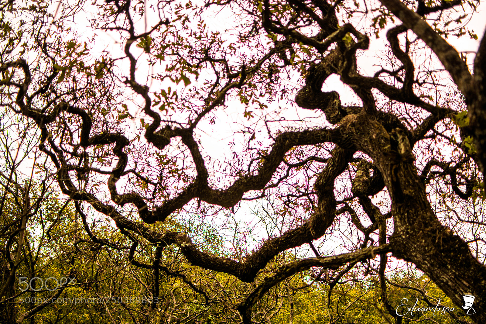 Nikon D7100 sample photo. Tree branches photography