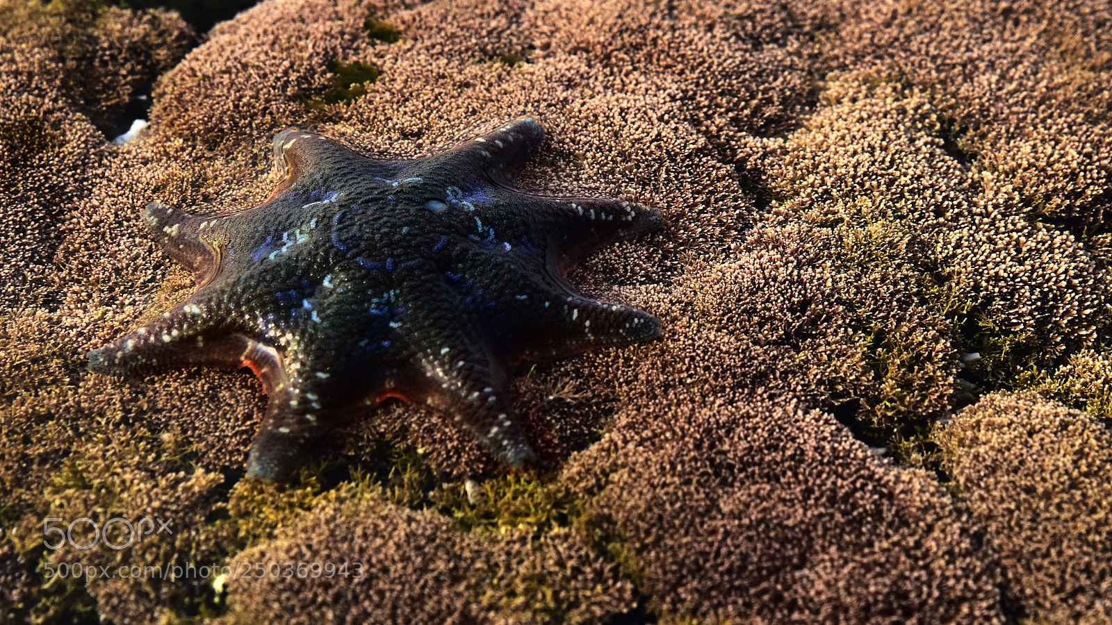Nikon D810 sample photo. Starfish at lowtide photography