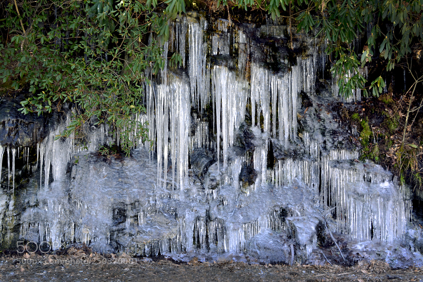 Nikon D5200 sample photo. Icicles and green photography