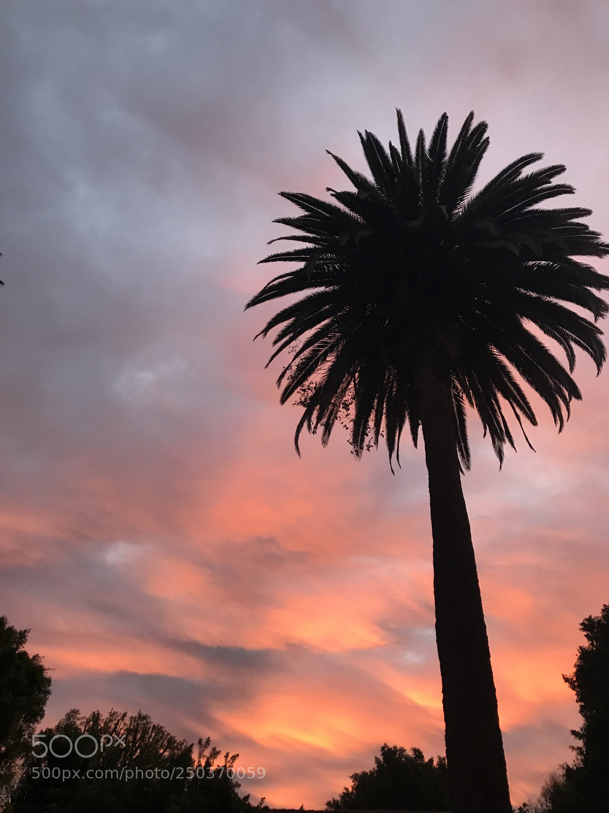 Apple iPhone 7 Plus sample photo. Pink sea palm tree photography