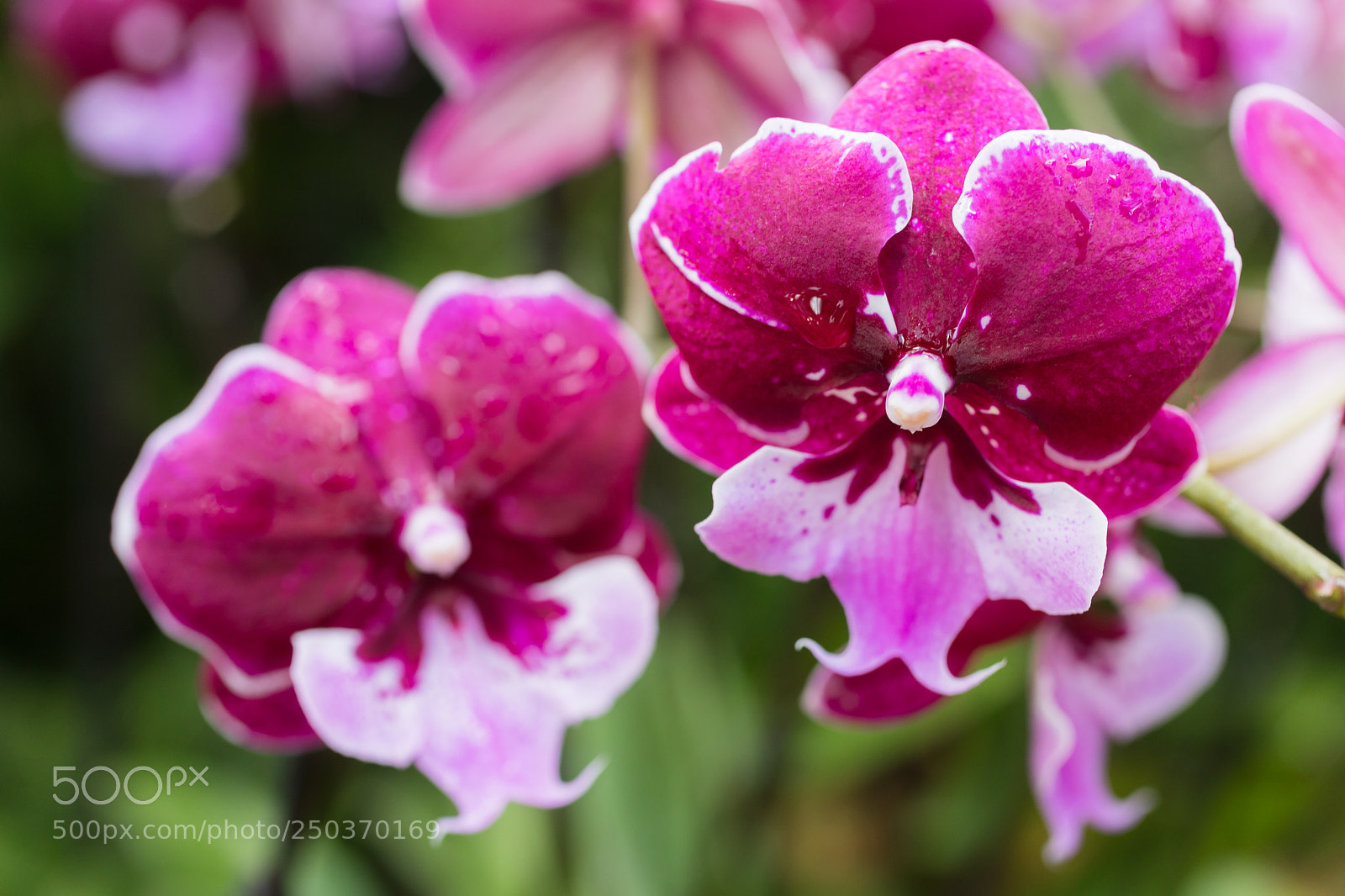 Canon EOS 5D Mark IV sample photo. Flickr-1245 photography