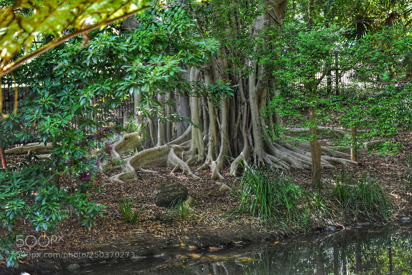 Nikon D3400 sample photo. Ficus microphylla photography