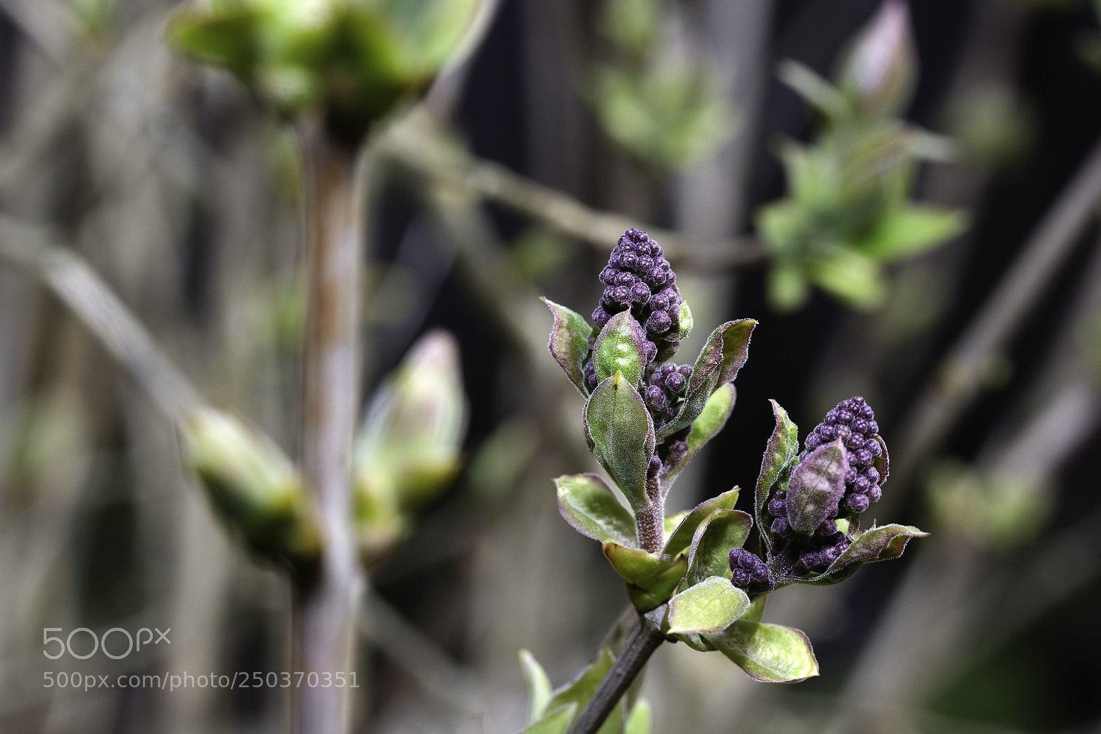 Canon EOS 1300D (EOS Rebel T6 / EOS Kiss X80) sample photo. Lilac buds photography
