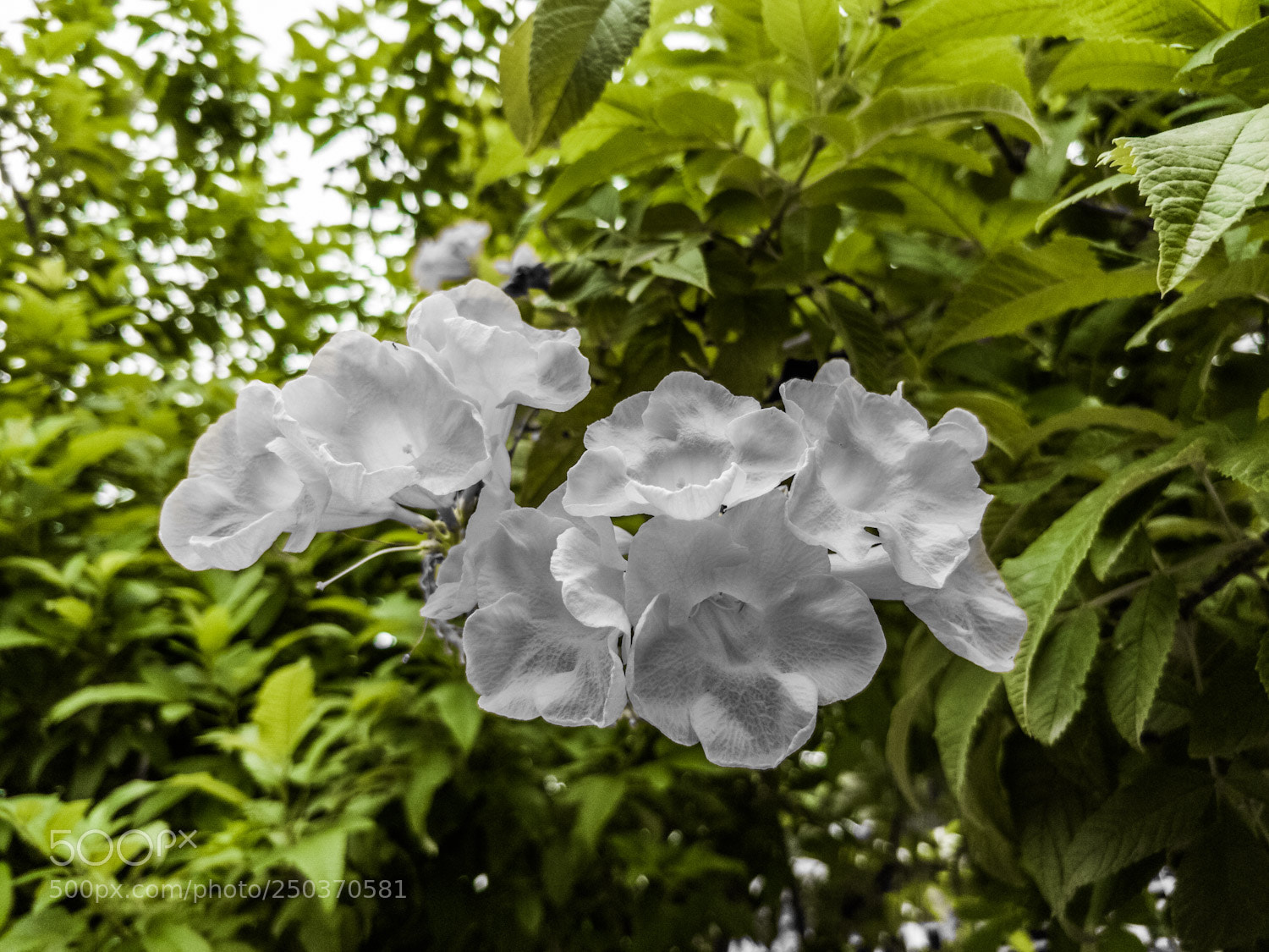 OnePlus 5 sample photo. Fresh photography