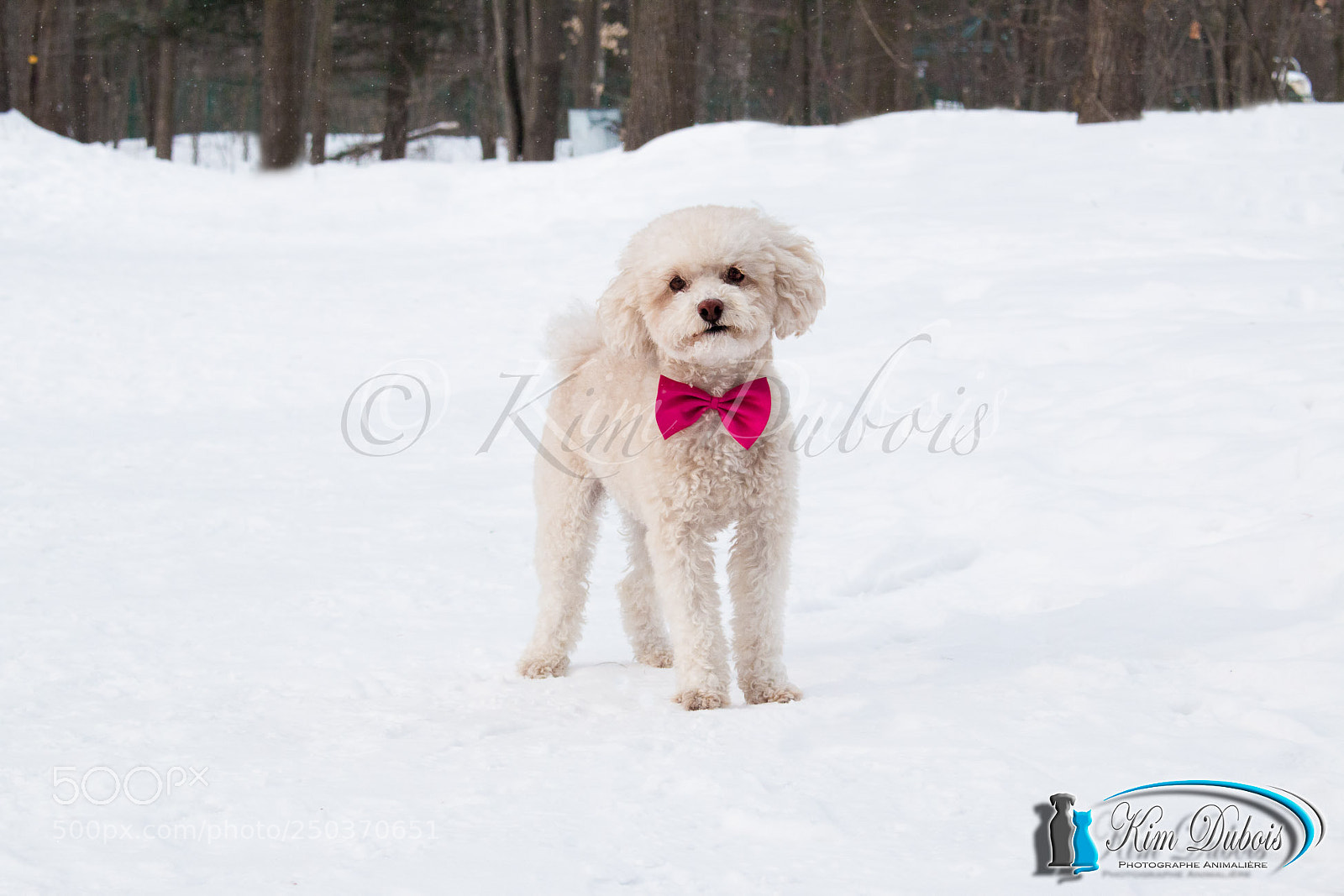 Canon EOS 70D sample photo. Tootie the poodle photography