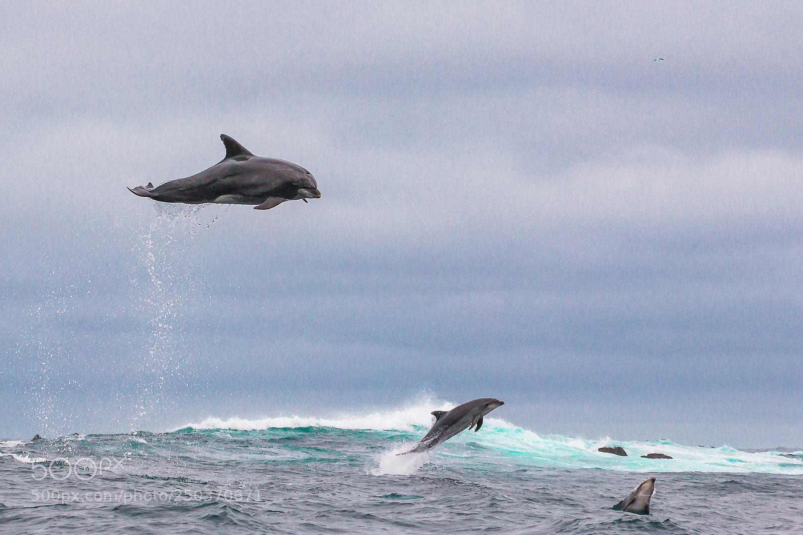 Canon EOS 70D sample photo. Delfines photography