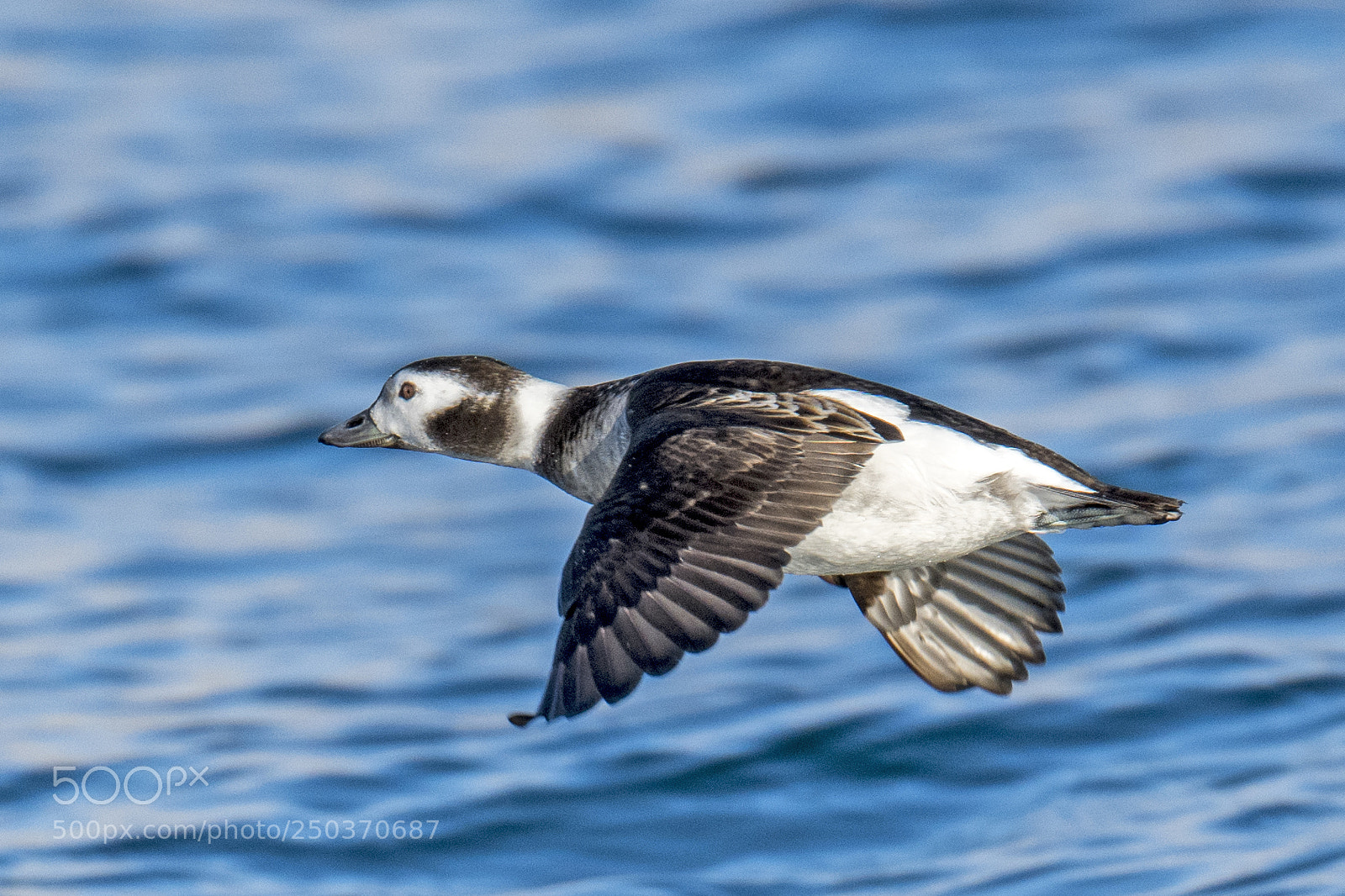 Nikon D850 sample photo. Long-tailed duck - female photography