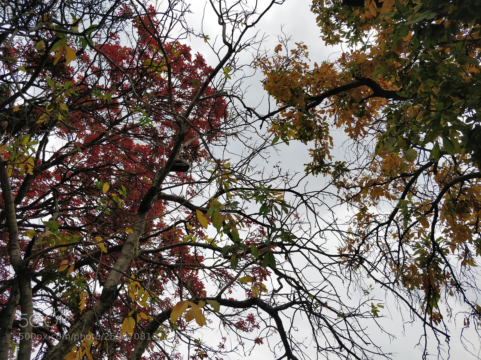 OnePlus 5 sample photo. Sky through colors photography