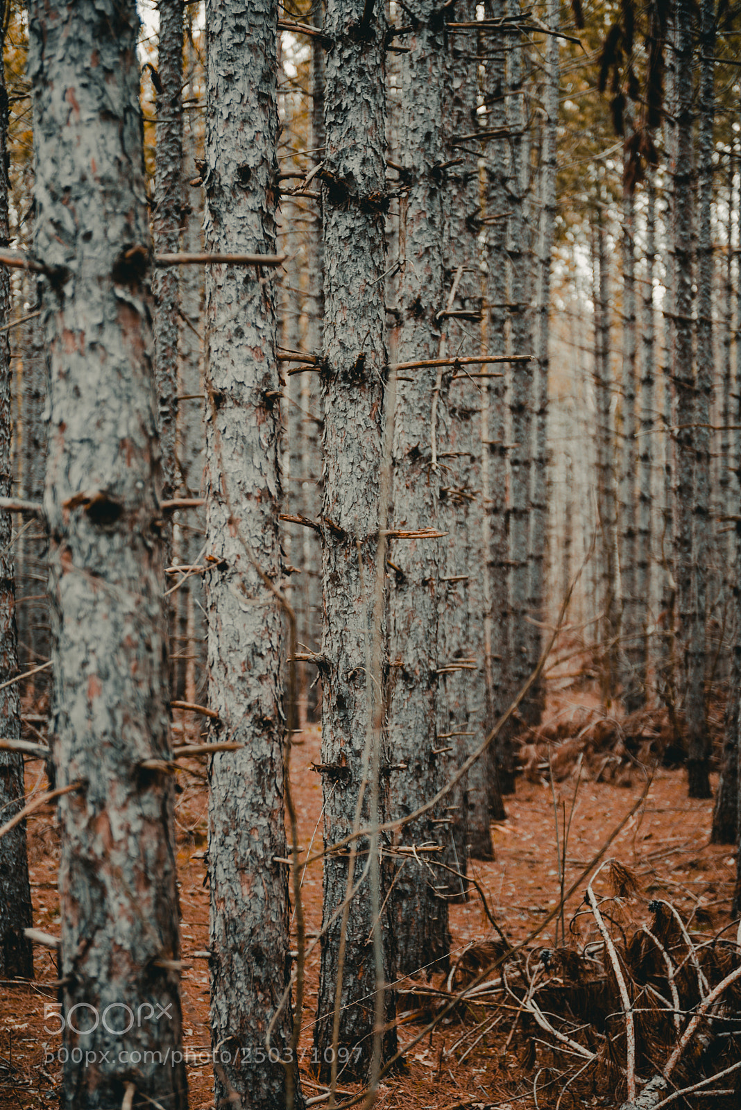 Nikon D600 sample photo. Row by row photography