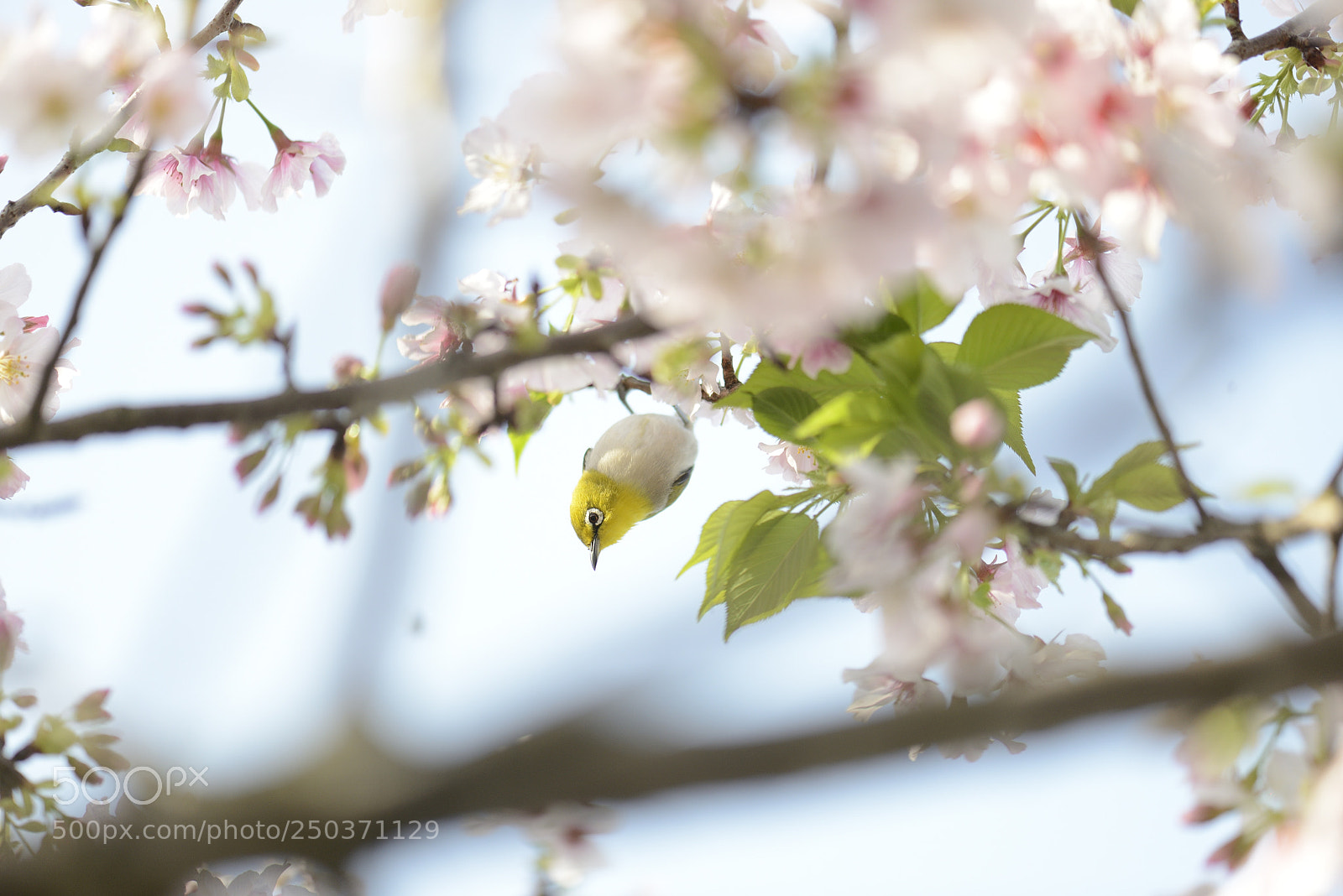 Nikon D800 sample photo. Untitled photography