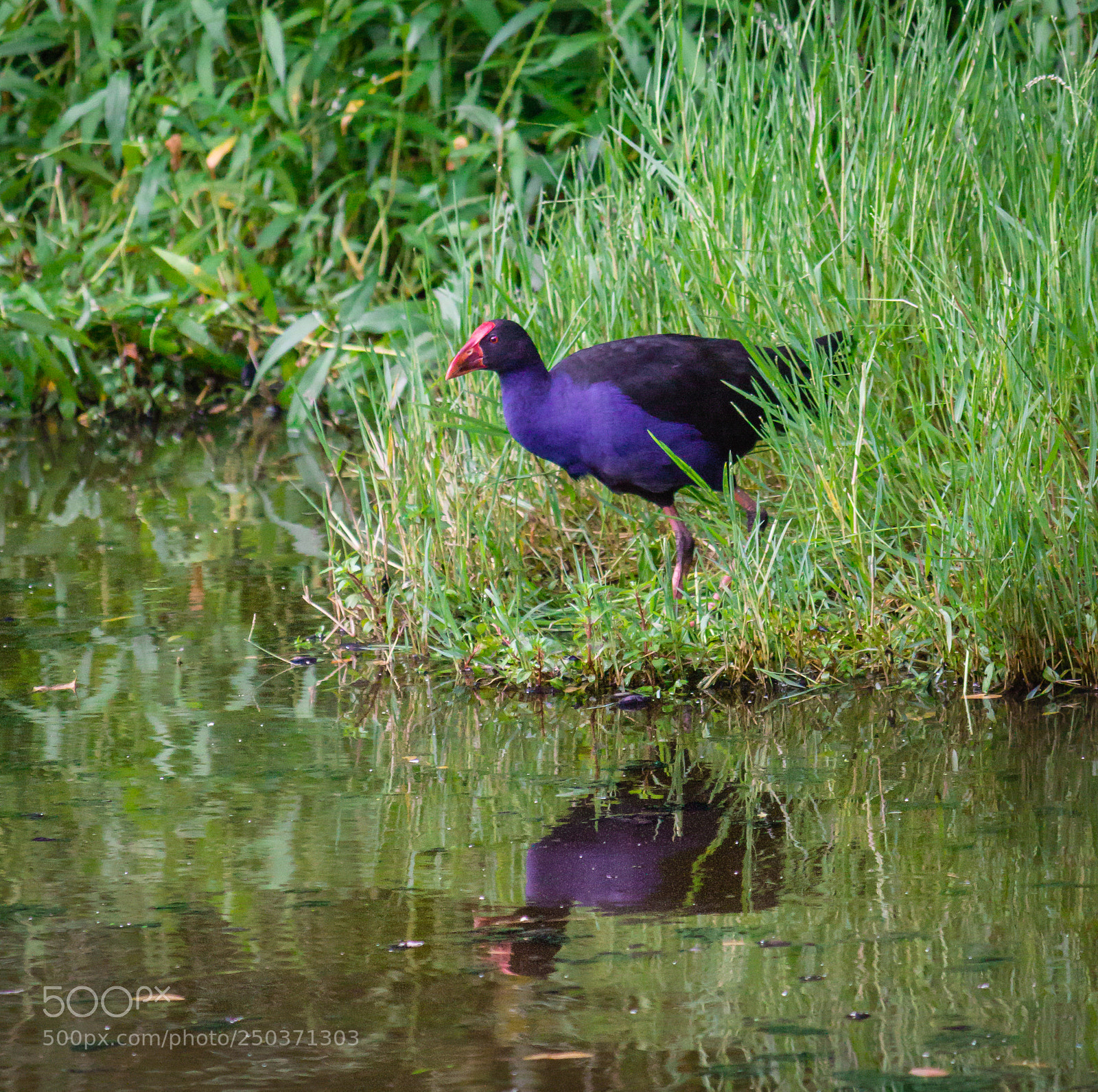 Canon EOS 600D (Rebel EOS T3i / EOS Kiss X5) sample photo. Pukeko reflections photography