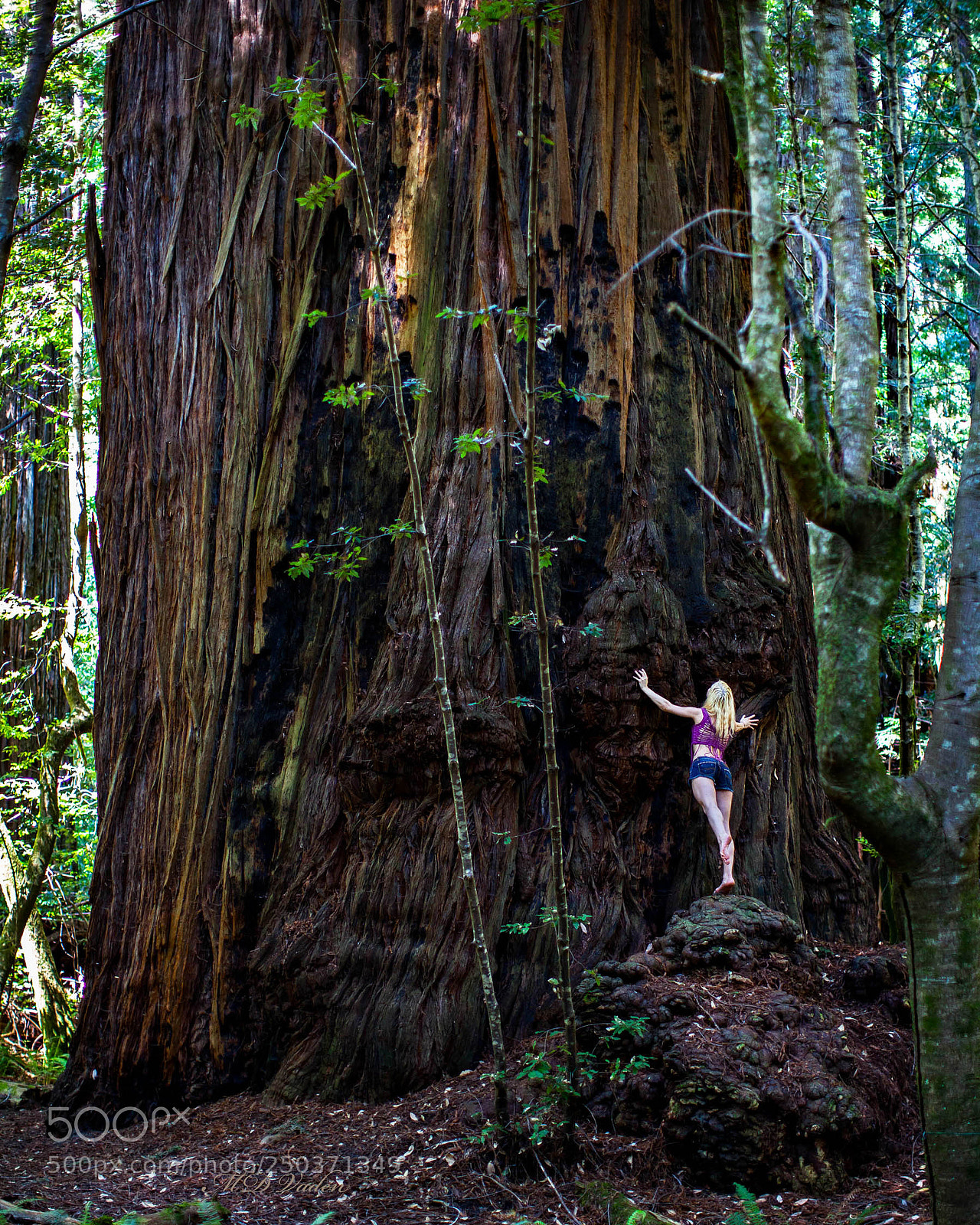 Canon EOS 5D Mark II sample photo. Redwood national park photography