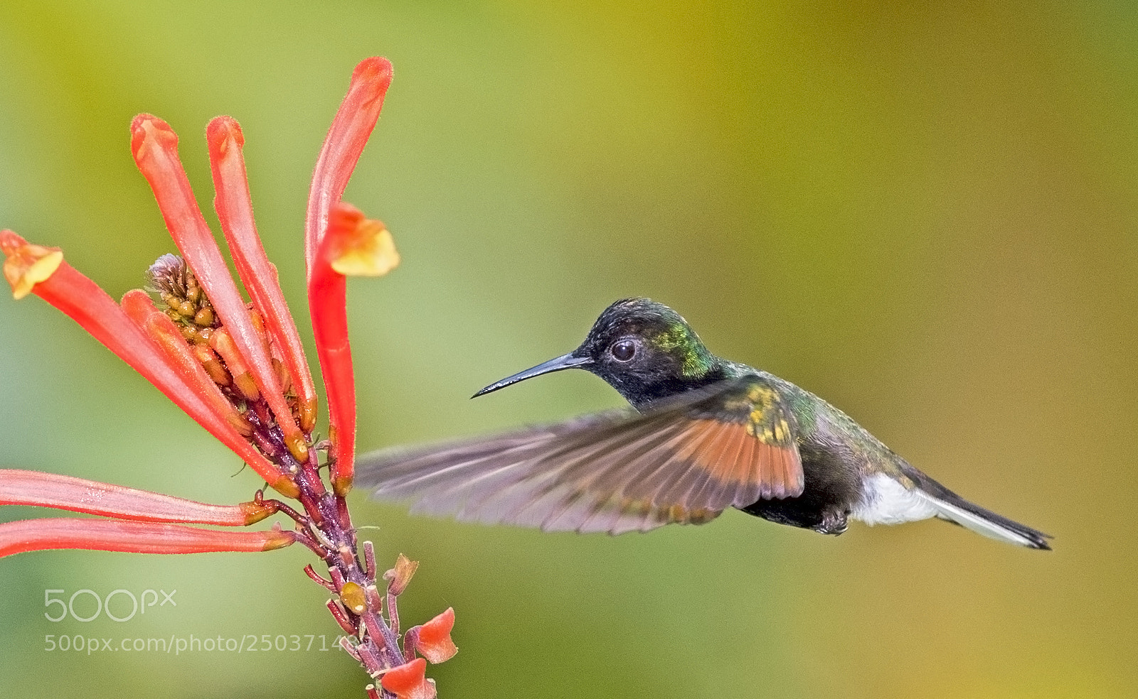 Nikon D4 sample photo. Black -bellied hummingbird -feeding photography